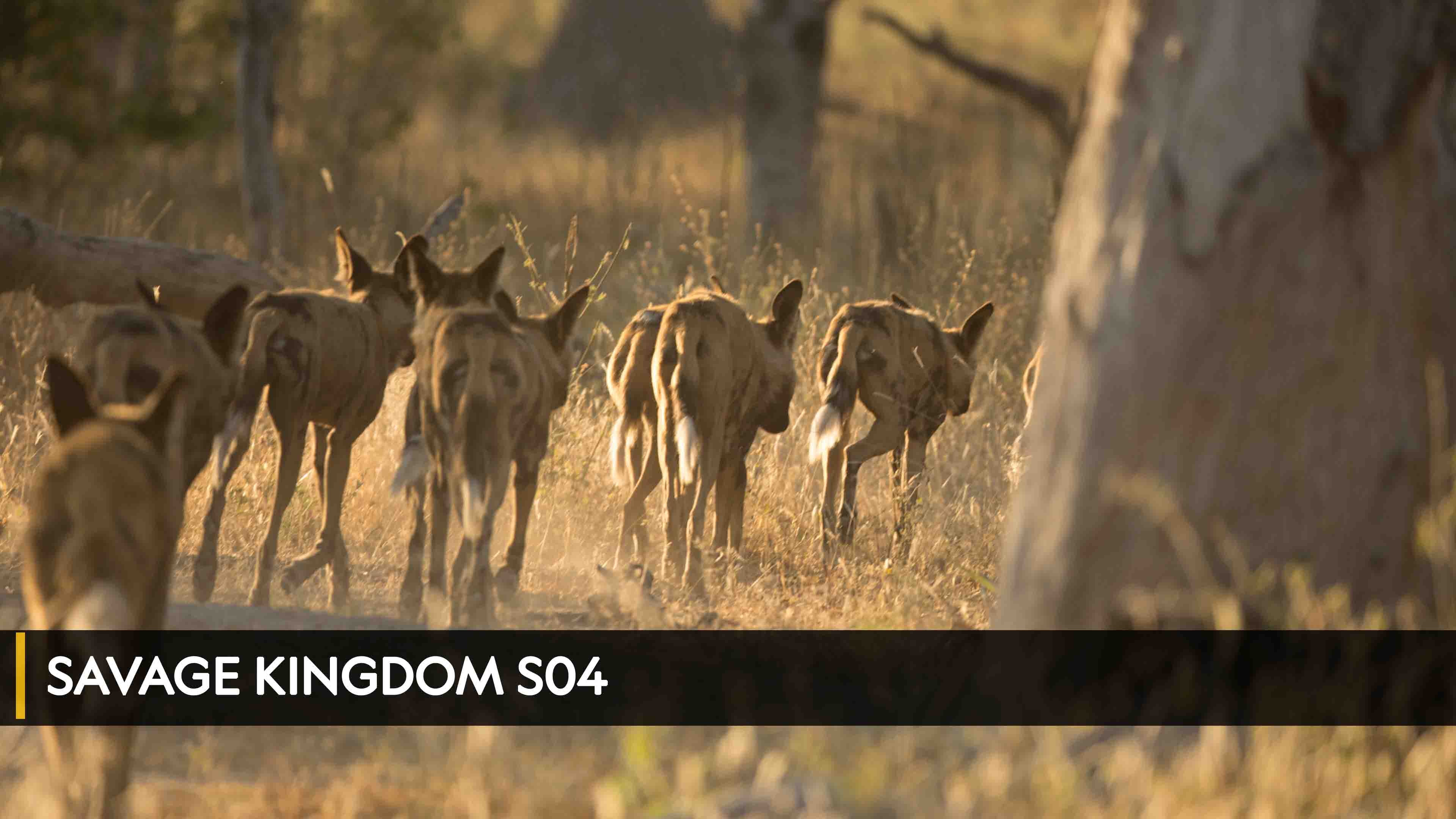 Savage Kingdom 4 الموسم 4 الحلقة 1 A Mother's Sacrifice