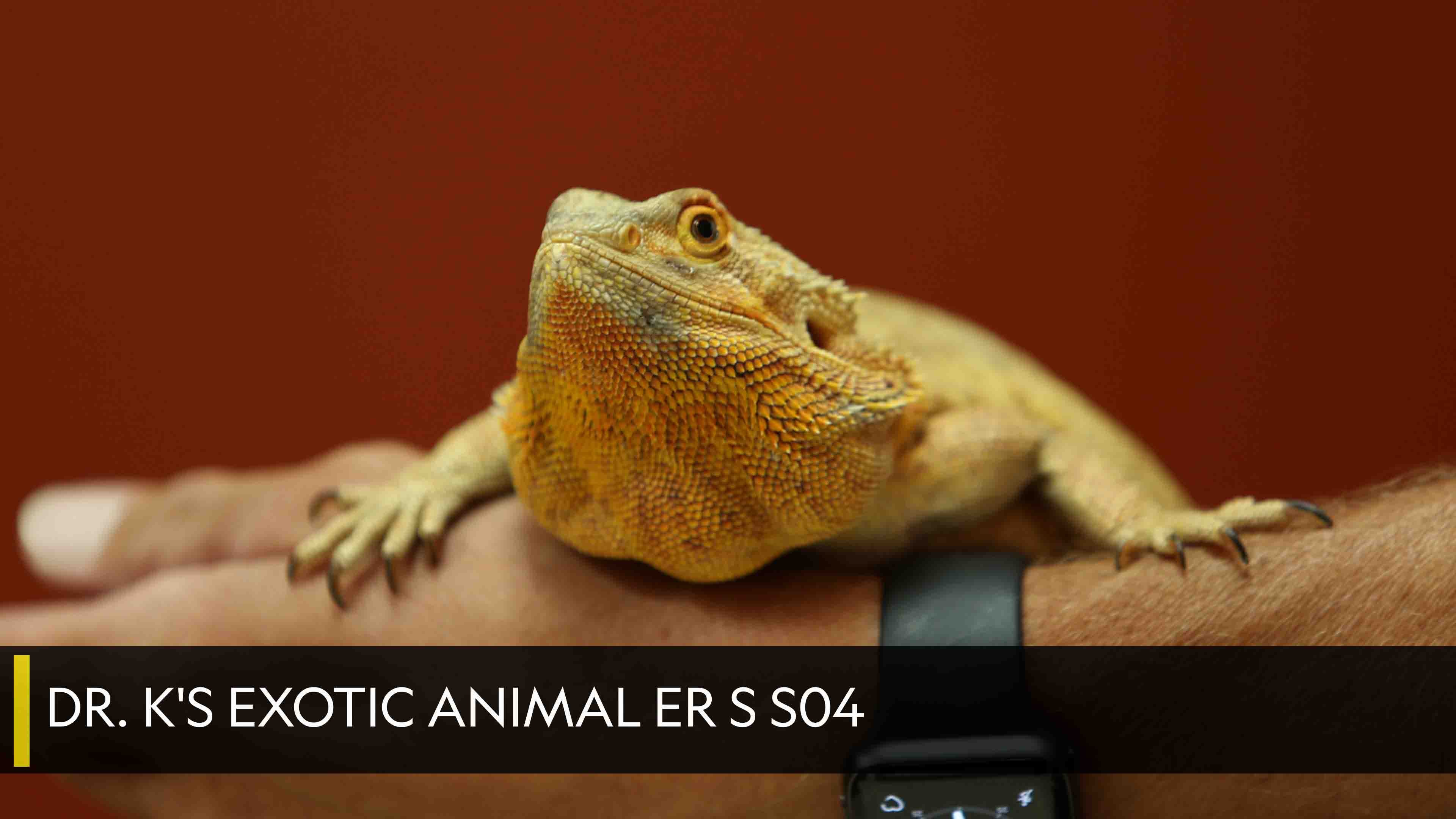 Dr. K's Exotic Animal ER S