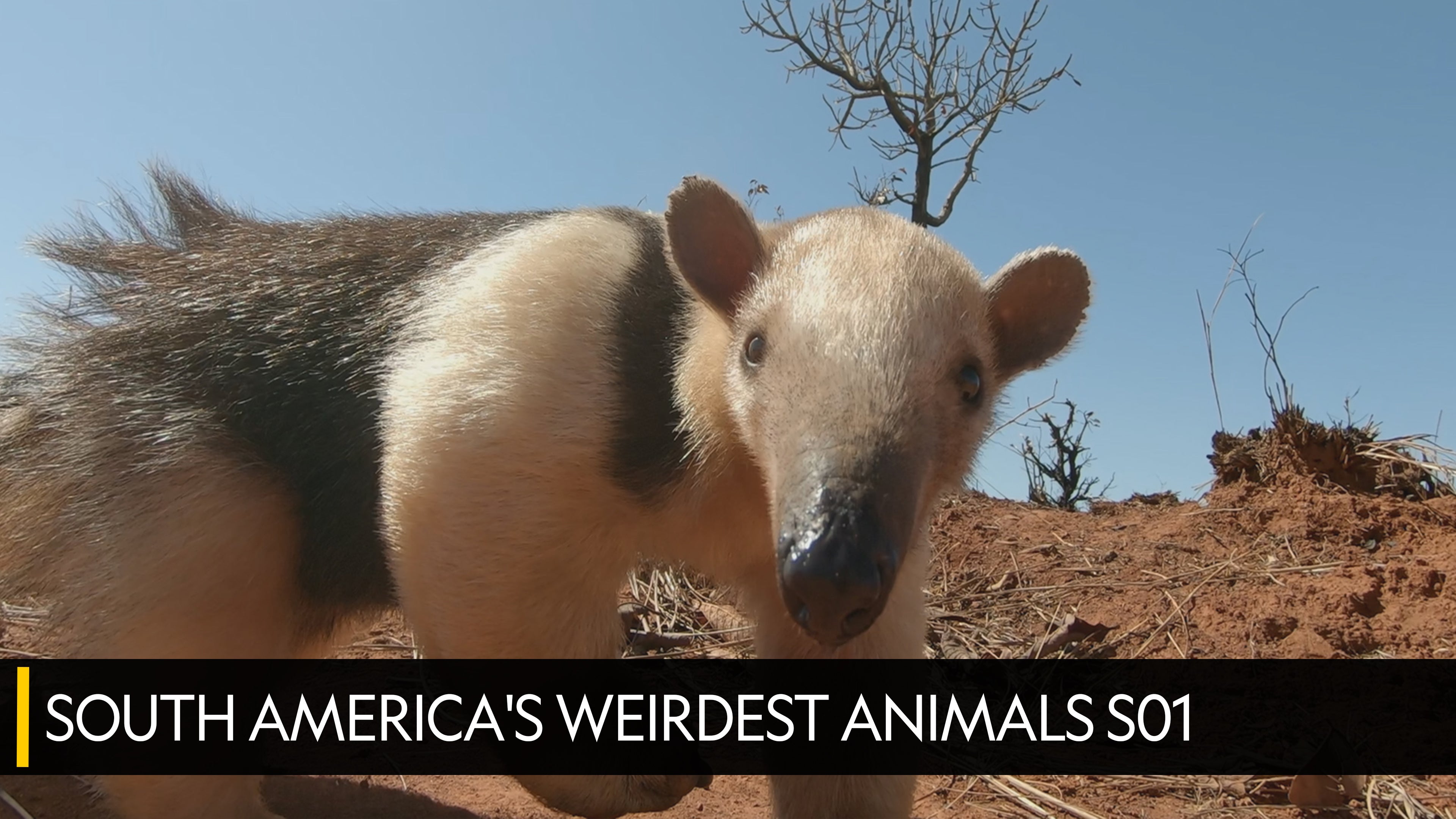 وايلد ميوتانتس