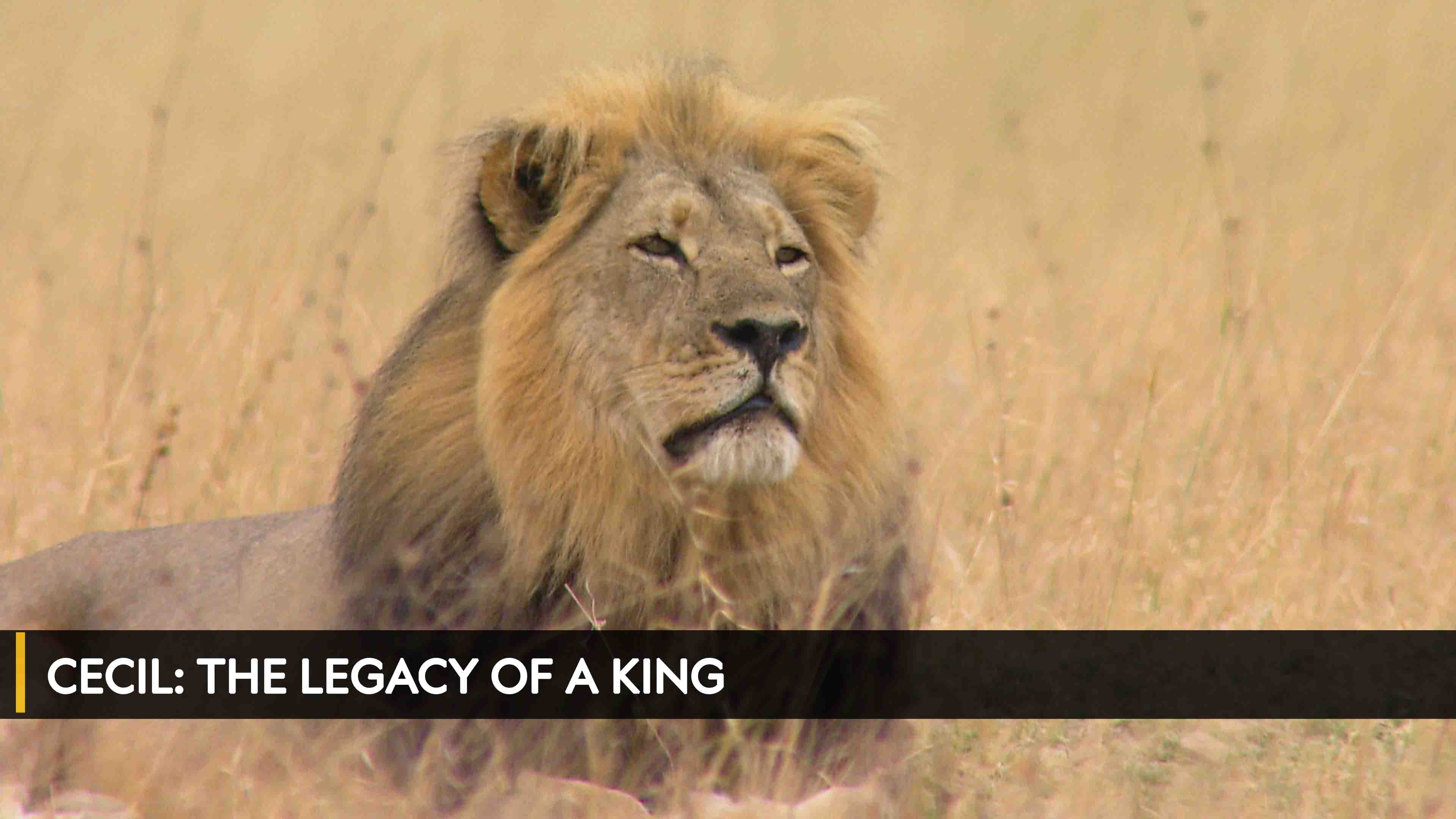 Cecil: The Legacy of a King الموسم 1 الحلقة 1 Cecil: The Legacy Of A King