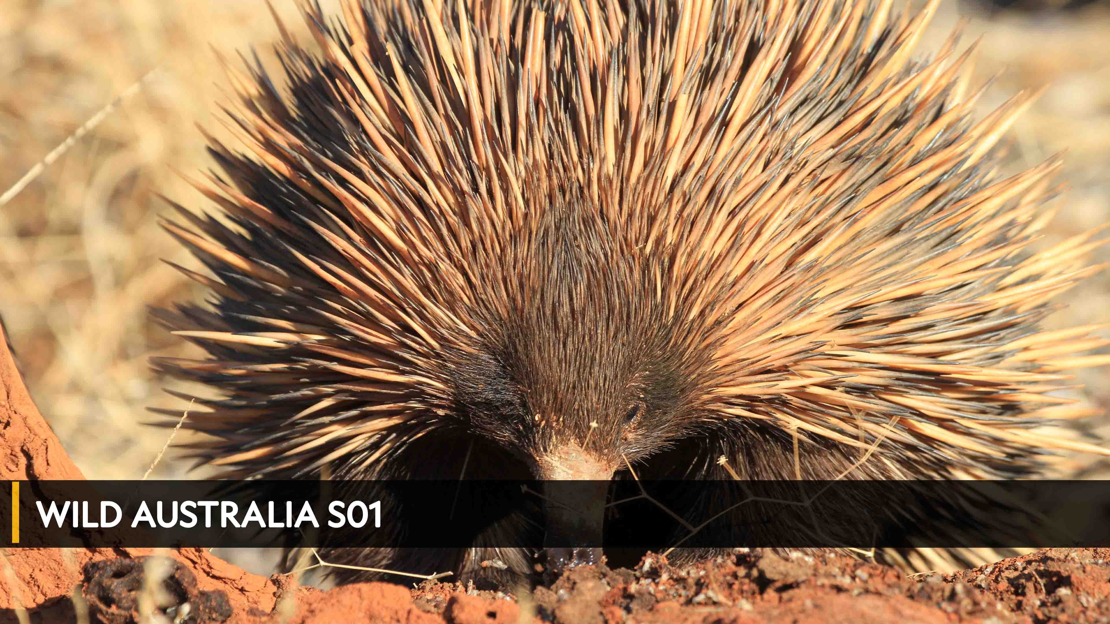 Wild Australia
