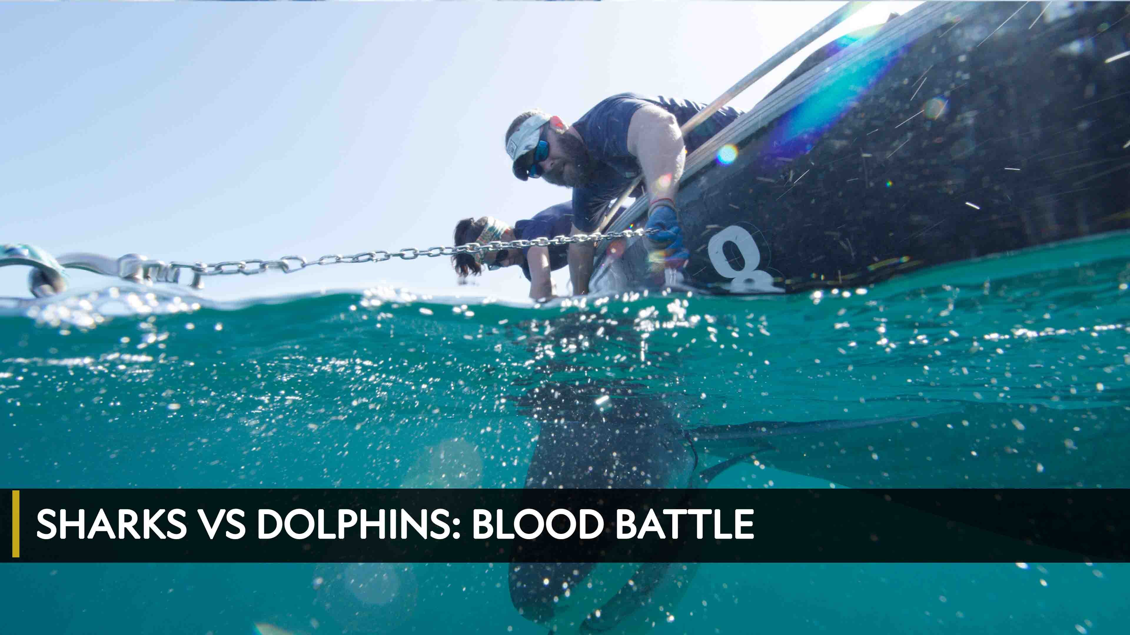 Watch Sharks Vs Dolphins Blood Battle OSNtv Chad