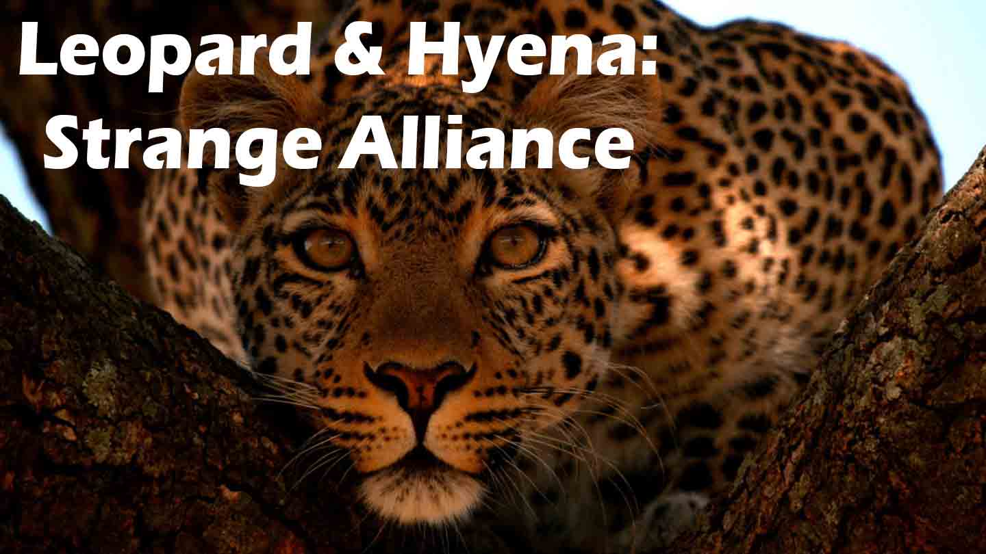 Leopard & Hyena: Strange Alliance Season 1 Episode 1 Leopard & Hyena: Strange Alliance