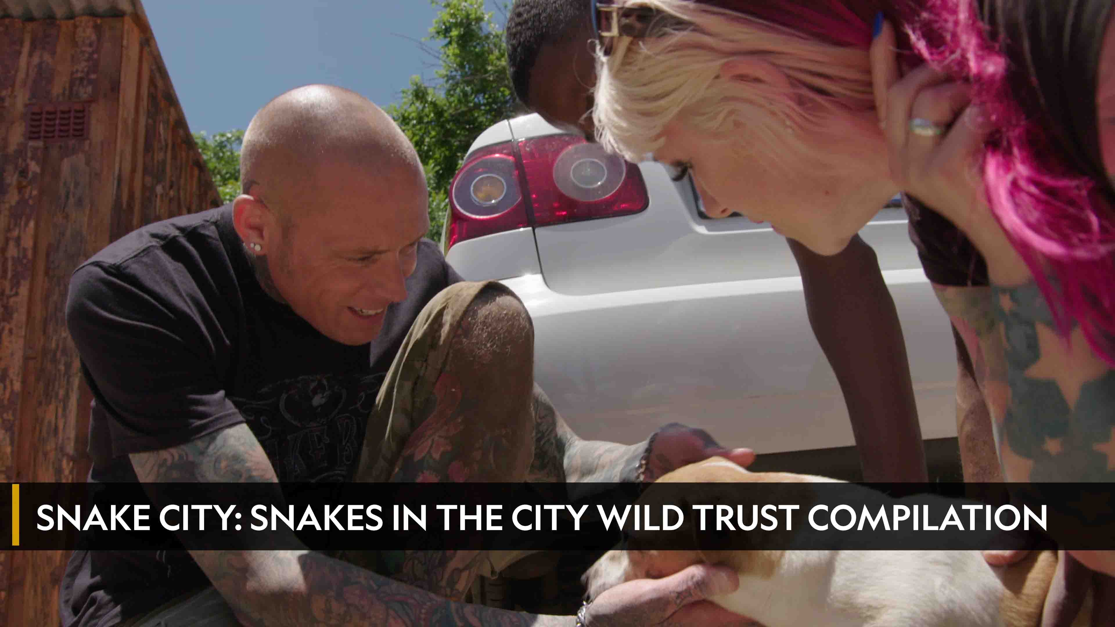Snake City: Snakes in the City Wild Trust Comp