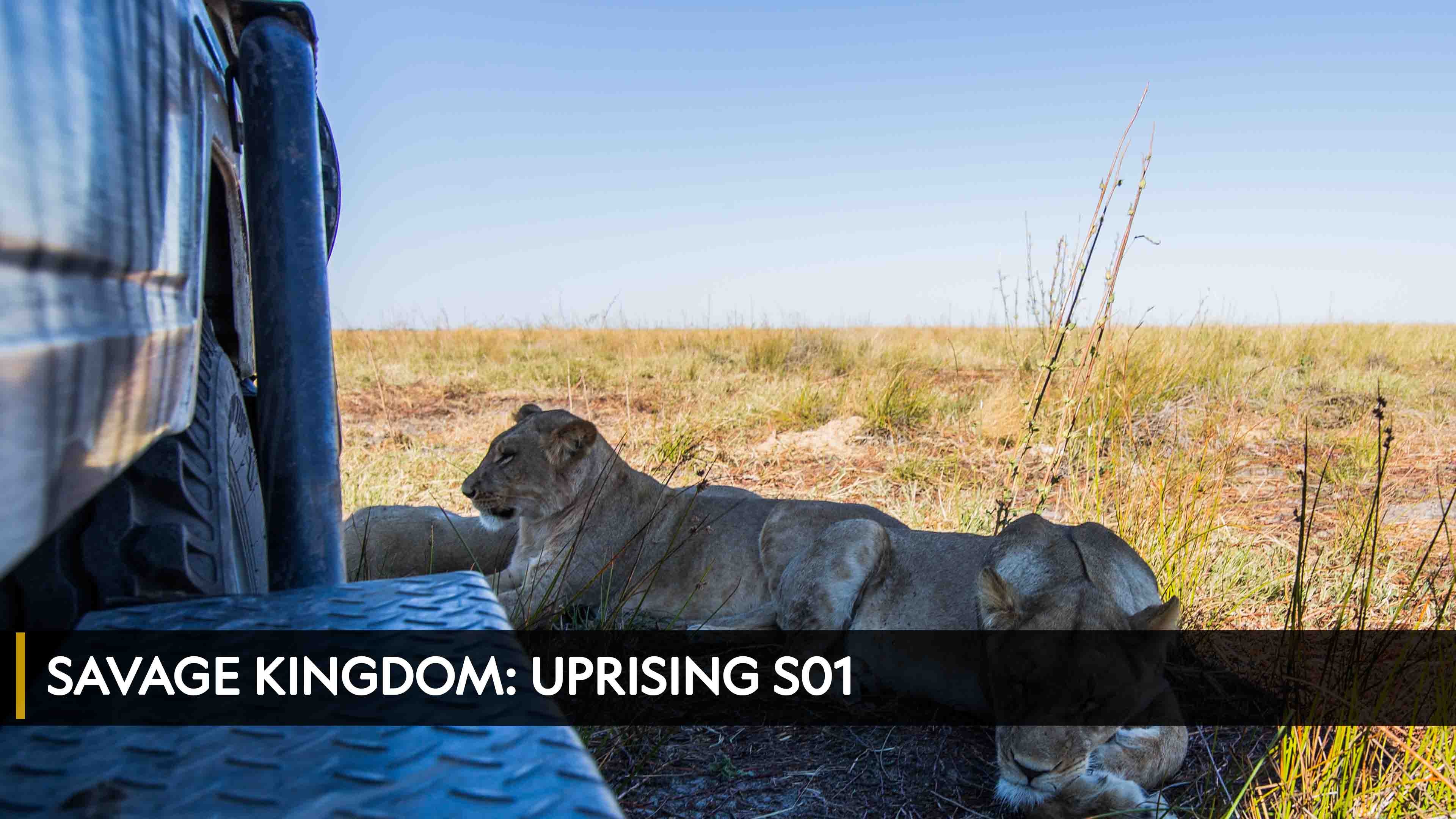 سافج كينغدم: أبرايزنغ الموسم 1 الحلقة 1 ذا إنيمي ويذين