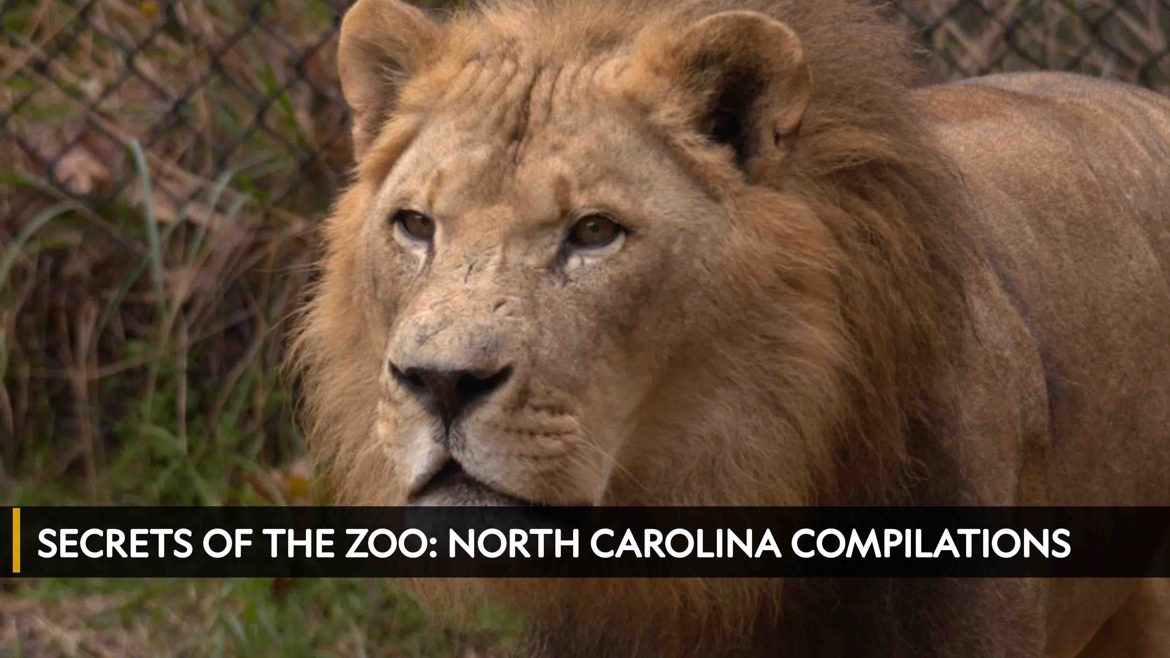 Secrets of the Zoo: North Carolina Compilations