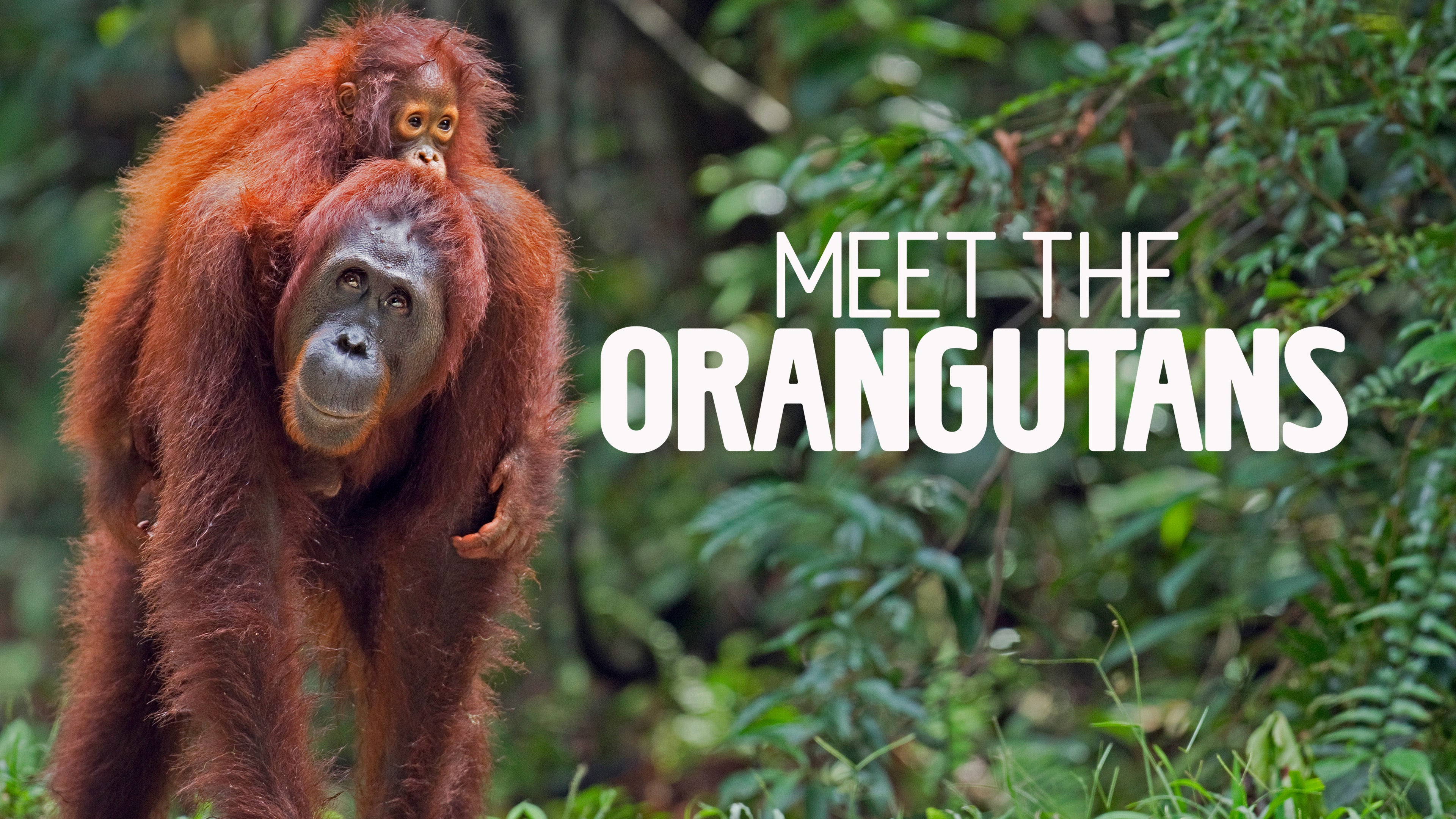 Meet The Orangutans