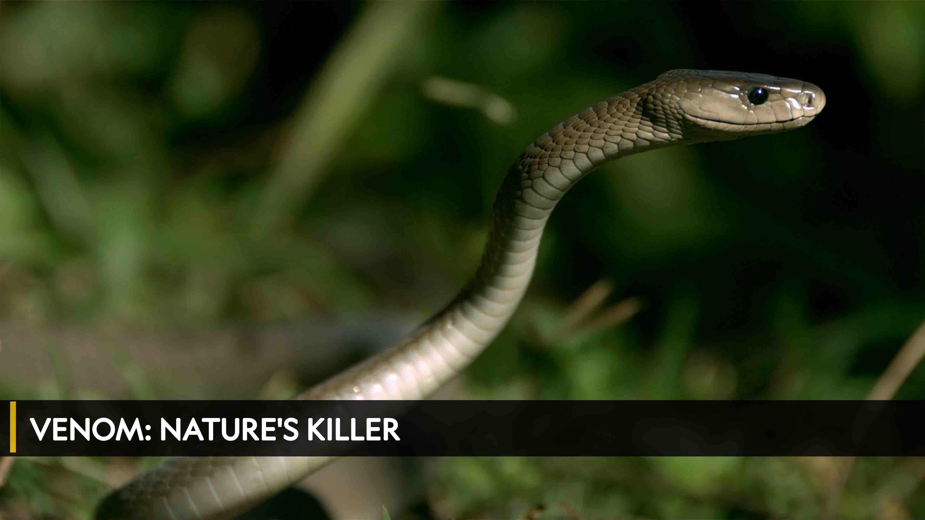 Venom: Nature's Killer