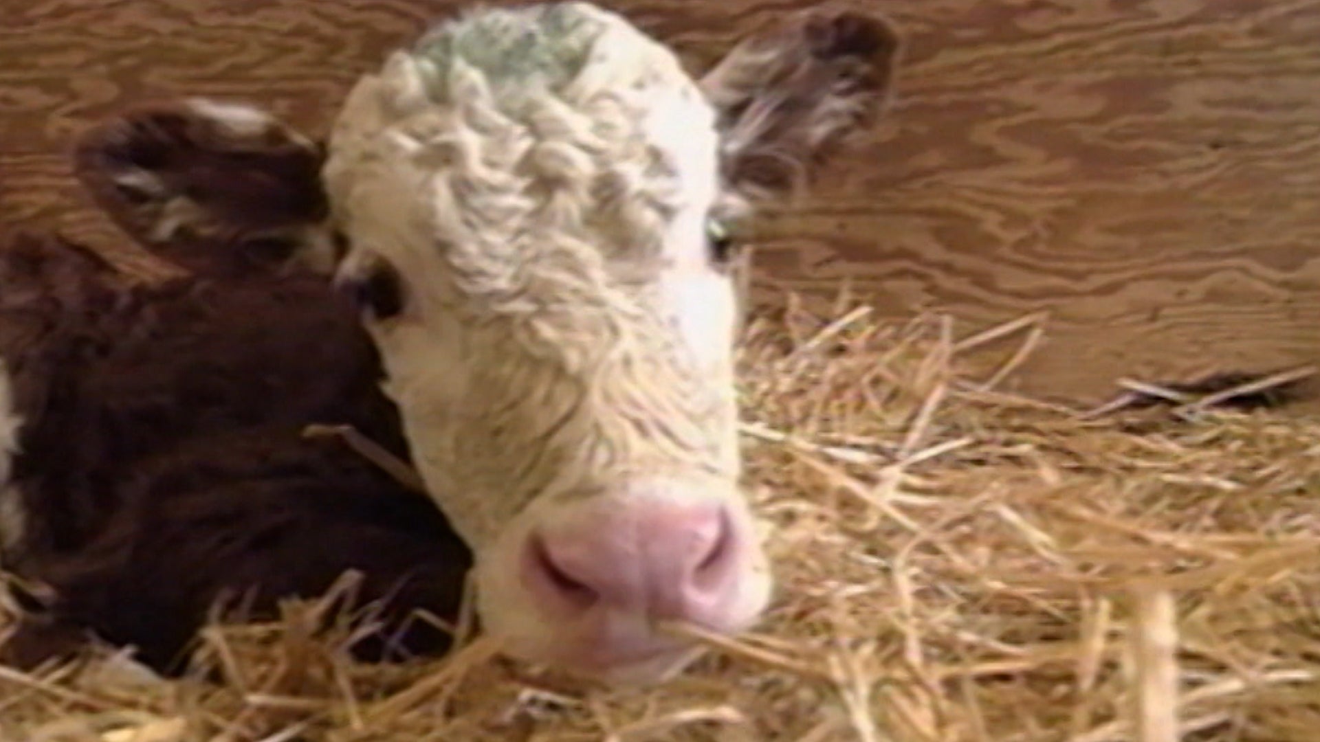UFO Files Season 1 Episode 20 Cattle Mutilations