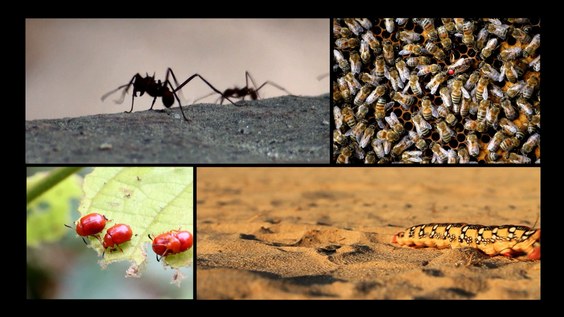 Ancient Aliens Season 6 Episode 10 Aliens And Insects
