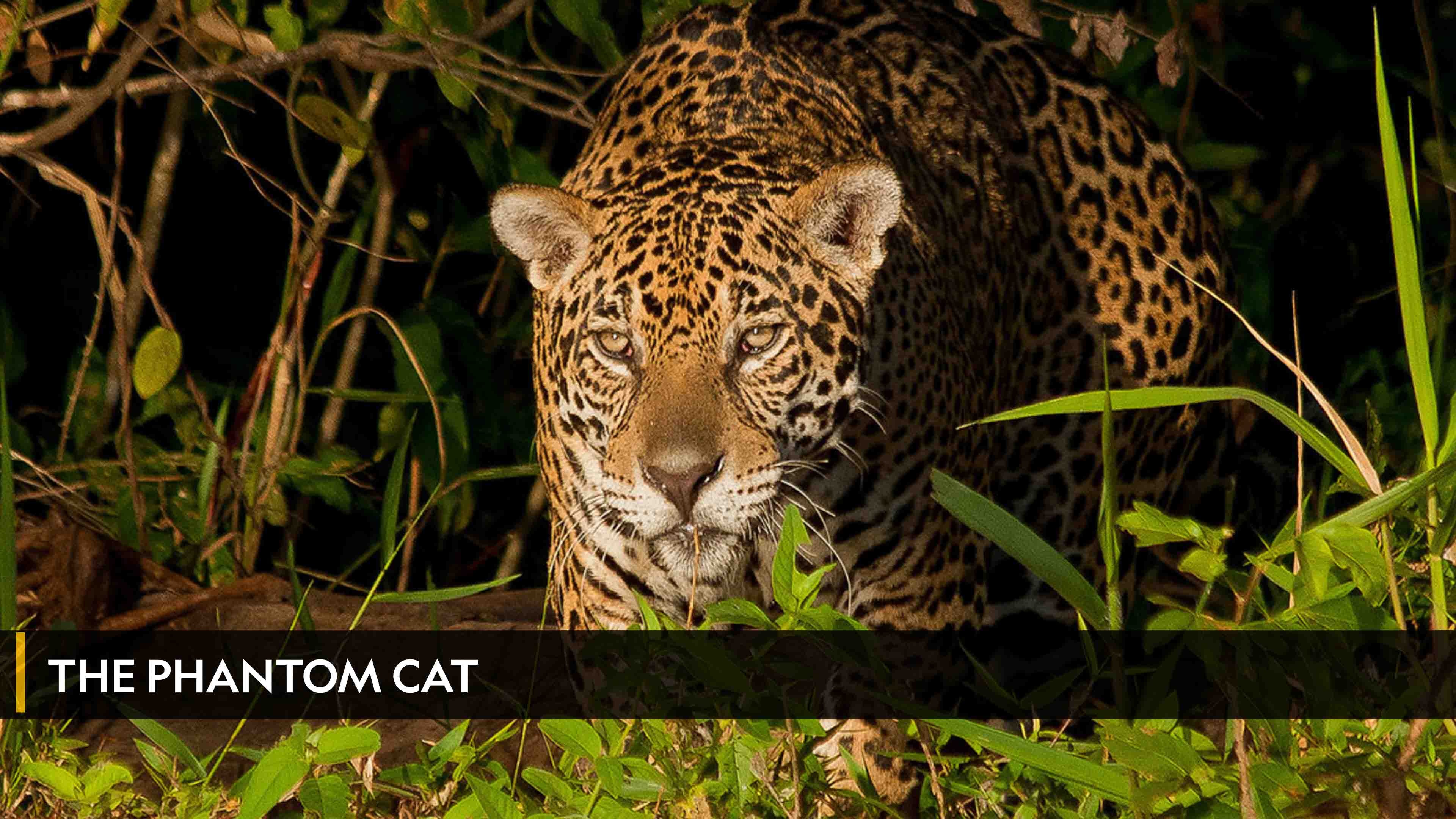 The Phantom Cat