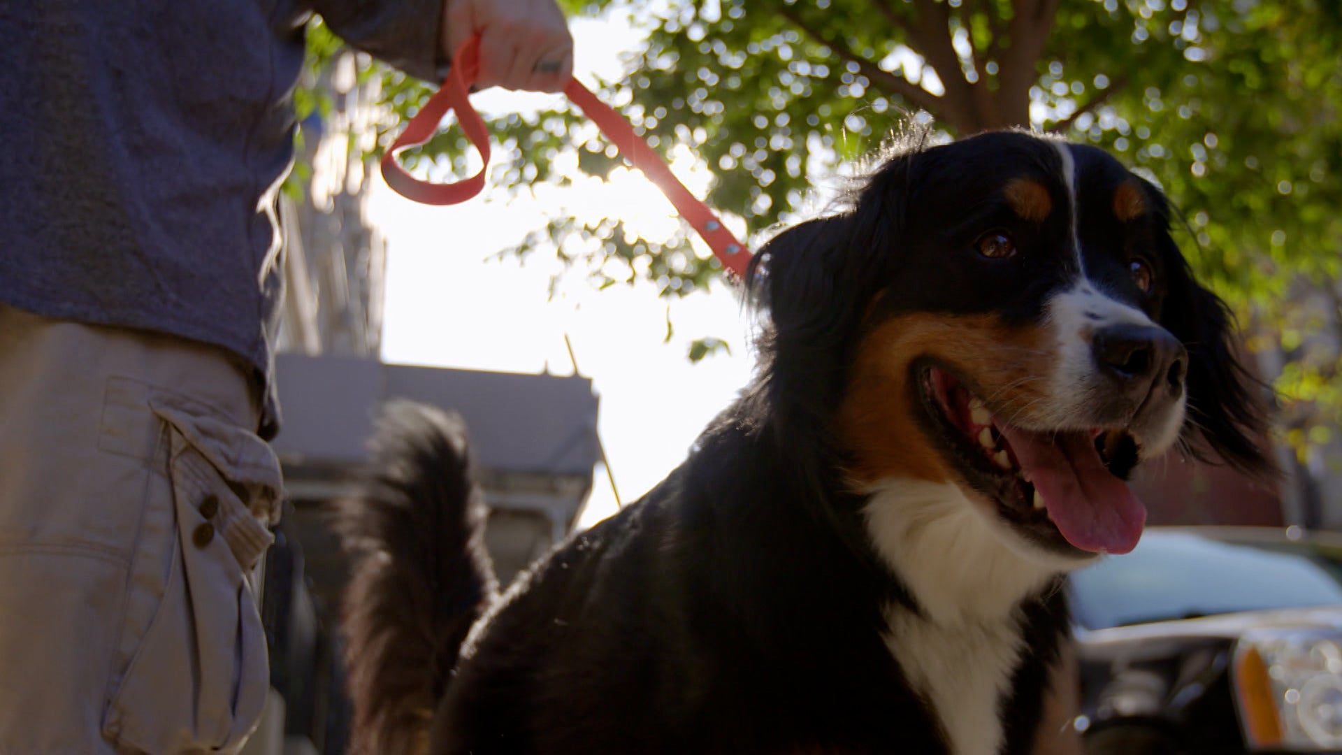 دوغز: ذي أنتولد ستوري الموسم 1 الحلقة 2 الوحدة تصنع القوة