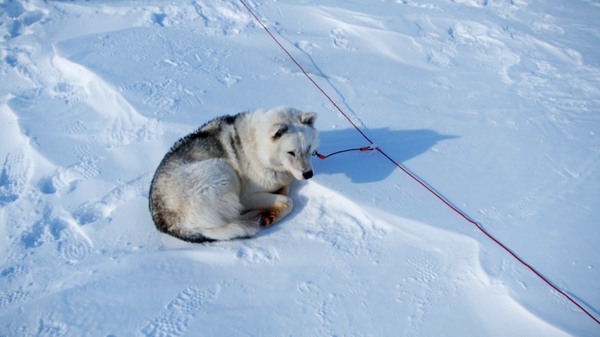 دوغز: ذي أنتولد ستوري الموسم 1 الحلقة 3 كلاب بقيمة مليار دولار