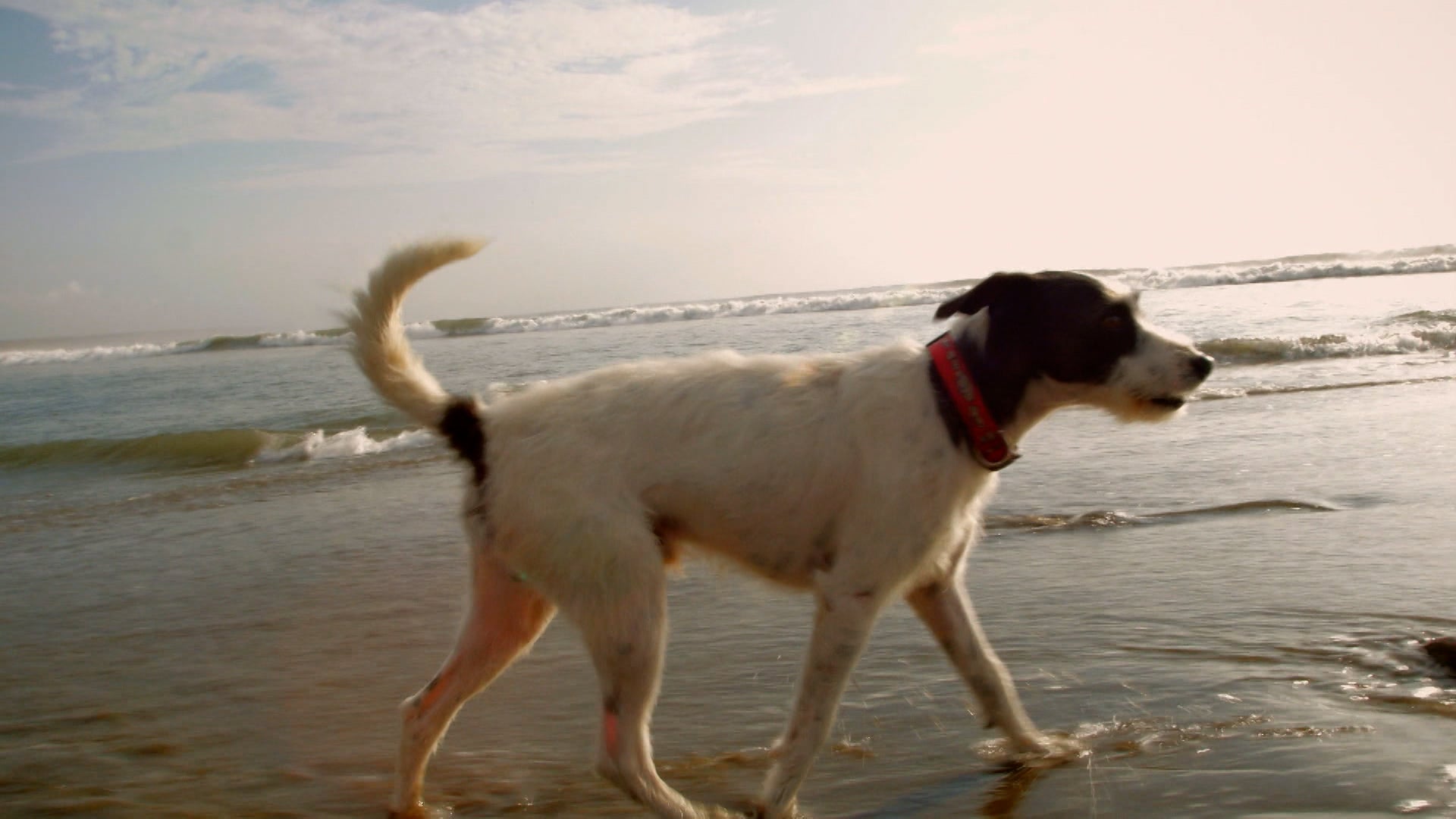 دوغز: ذي أنتولد ستوري الموسم 1 الحلقة 5 الحرّية