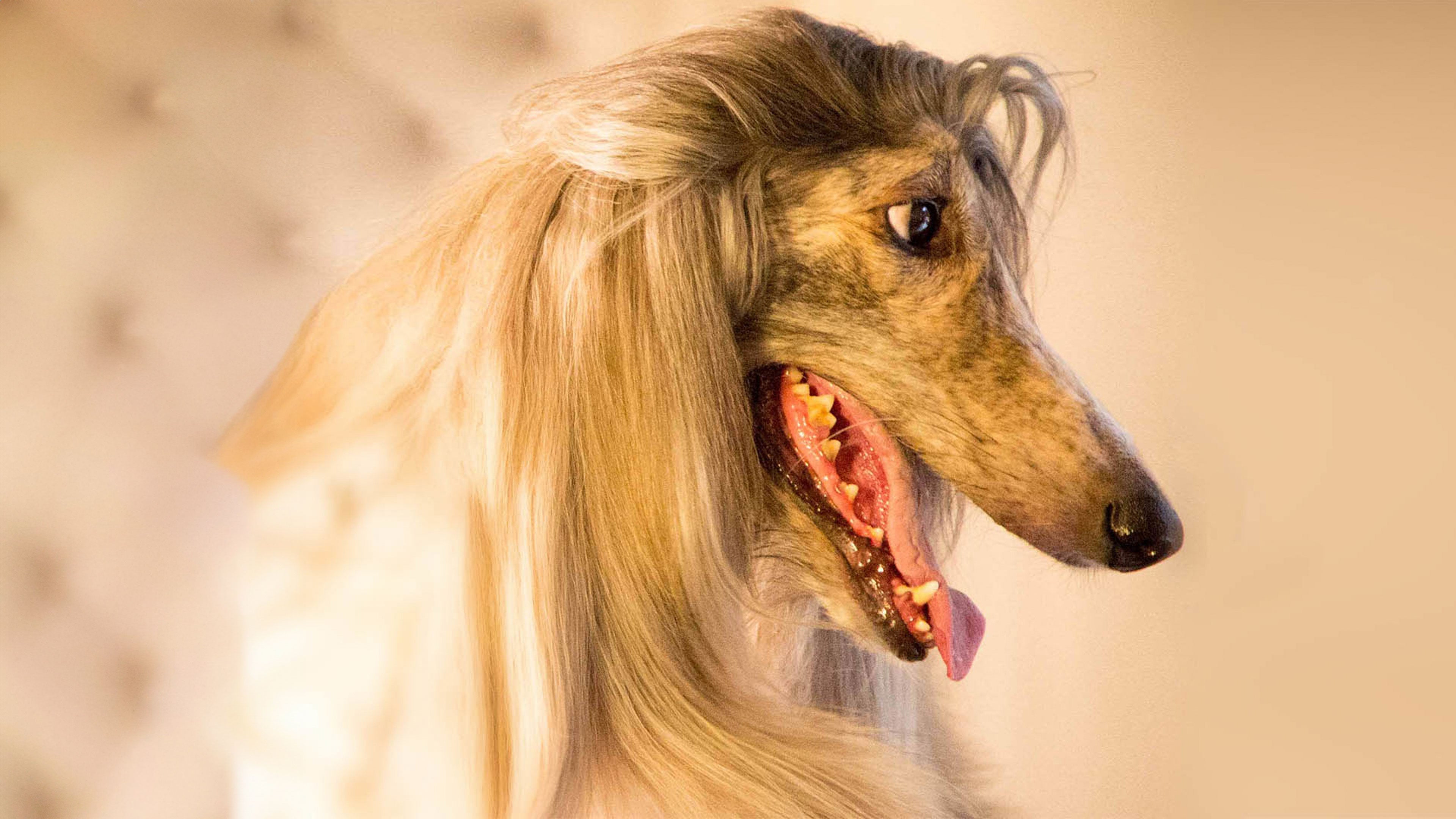 دوغز: ذي أنتولد ستوري الموسم 1 الحلقة 2 وايلد سرفايفرس