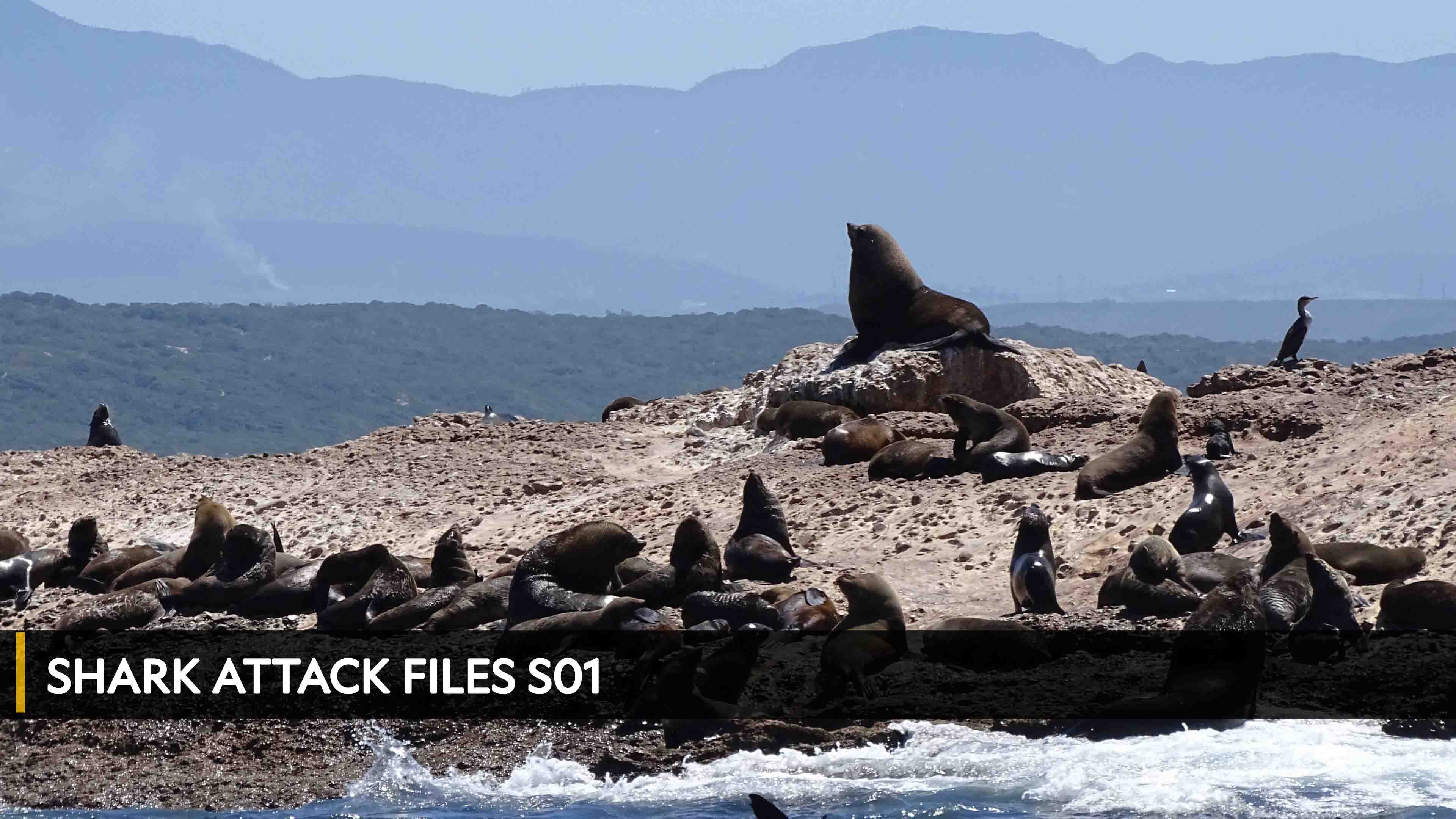 Shark Attack Files الموسم 1 الحلقة 1 Great White Vs Cage