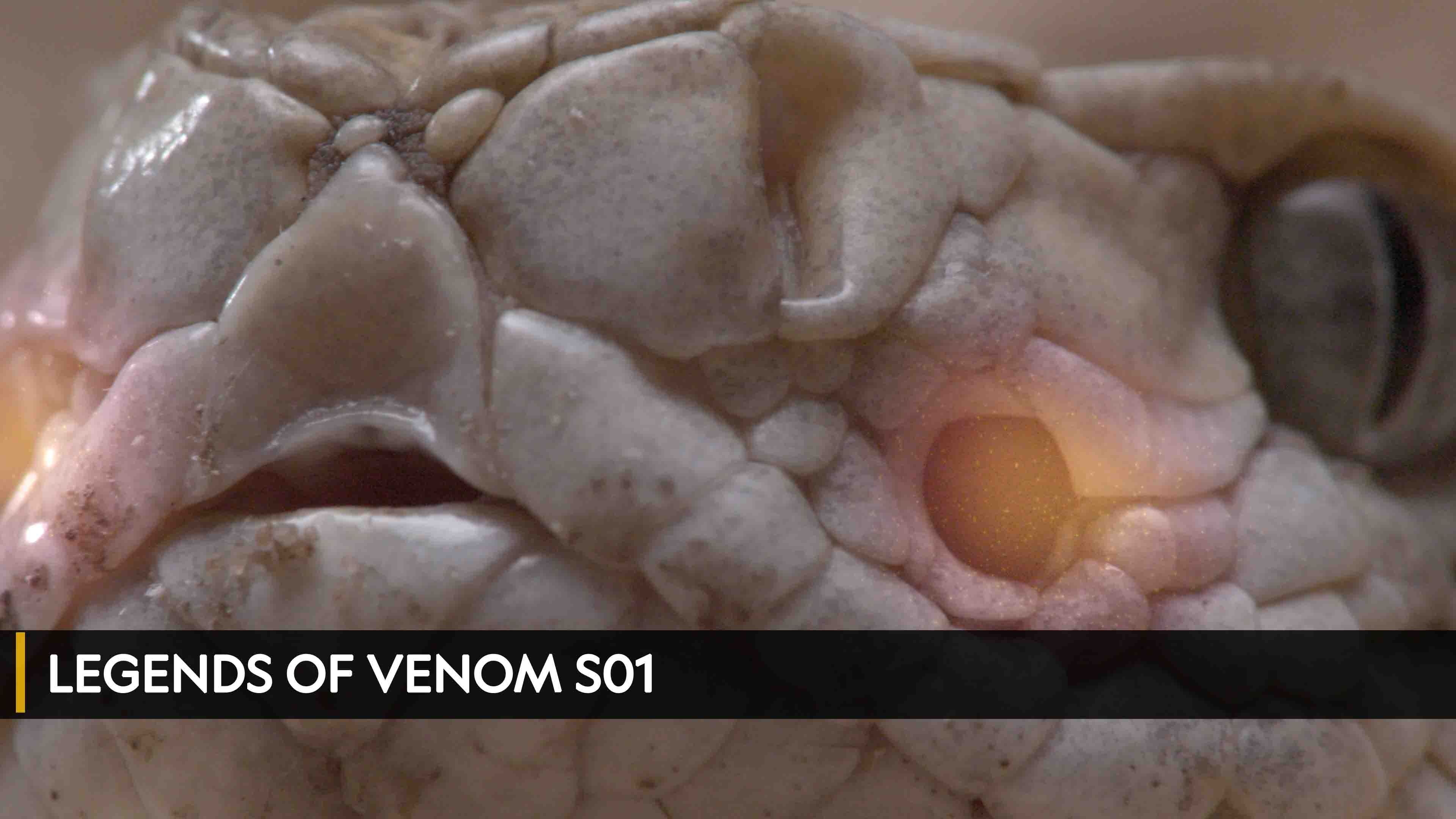 Legends of Venom