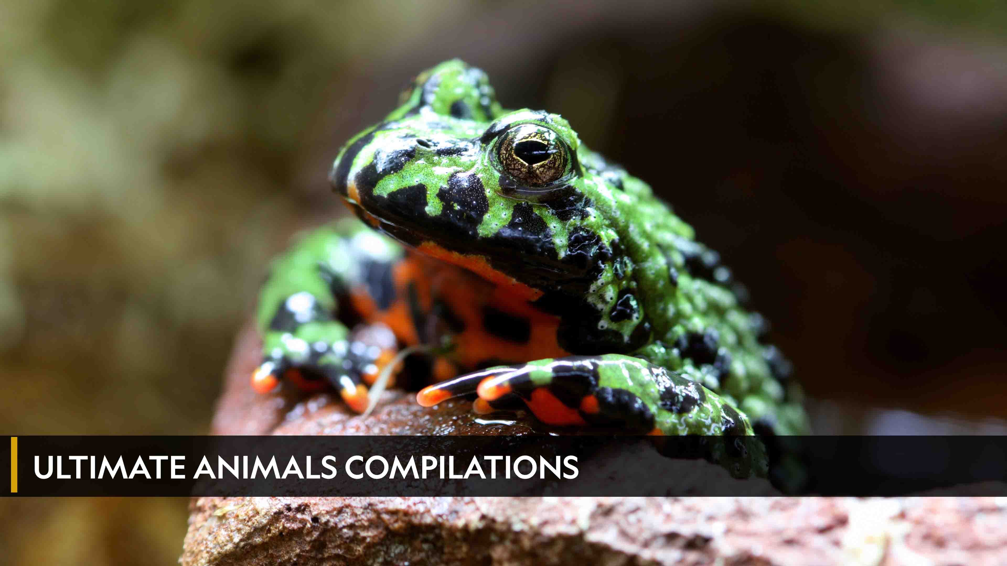 Ultimate Animals Compilations