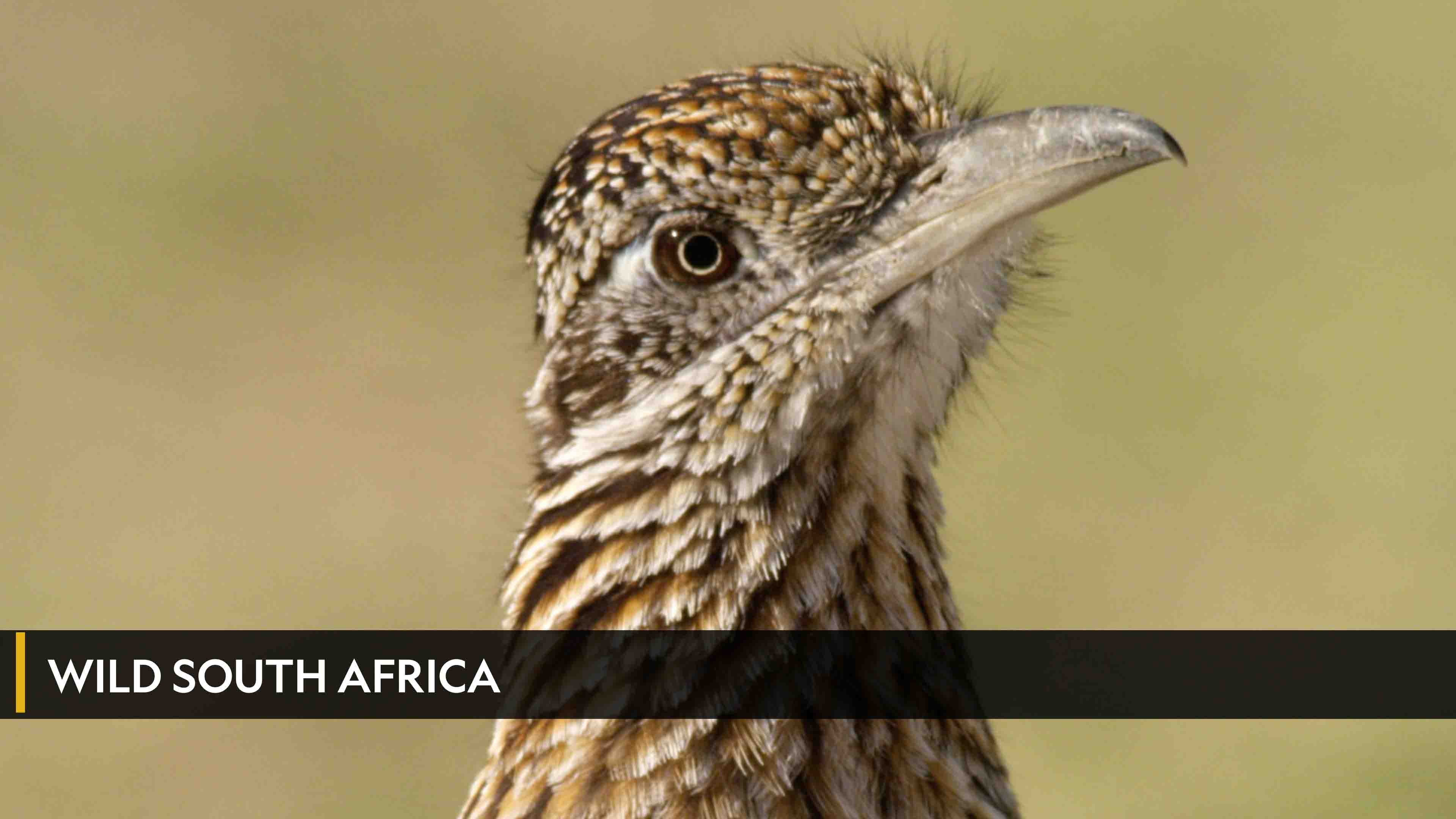 Wild South Africa