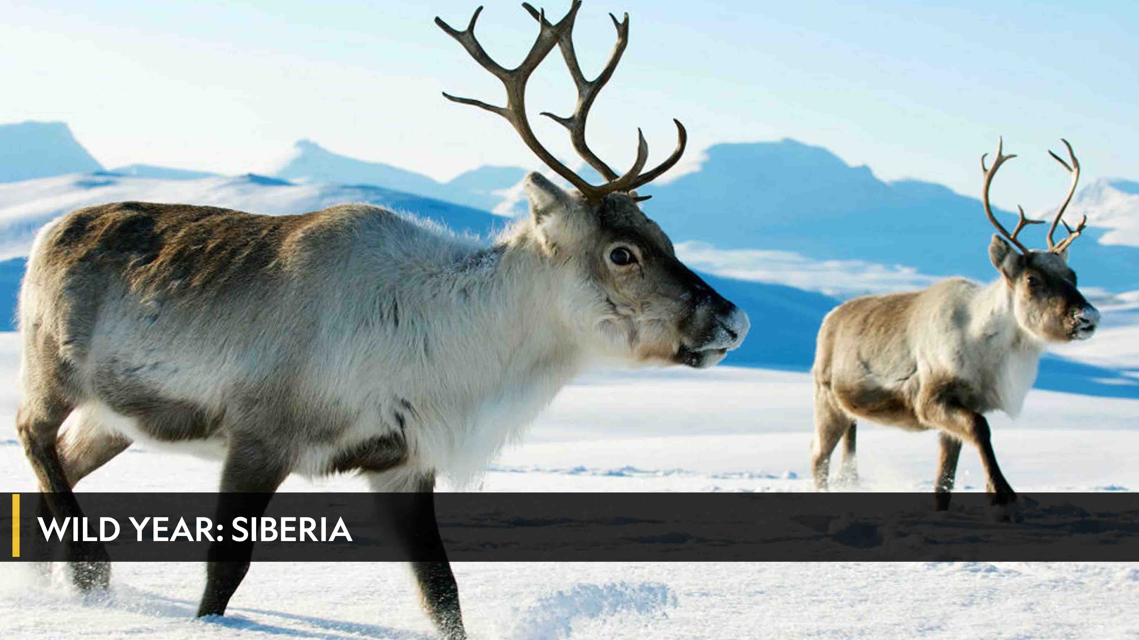 Wild Year: Siberia