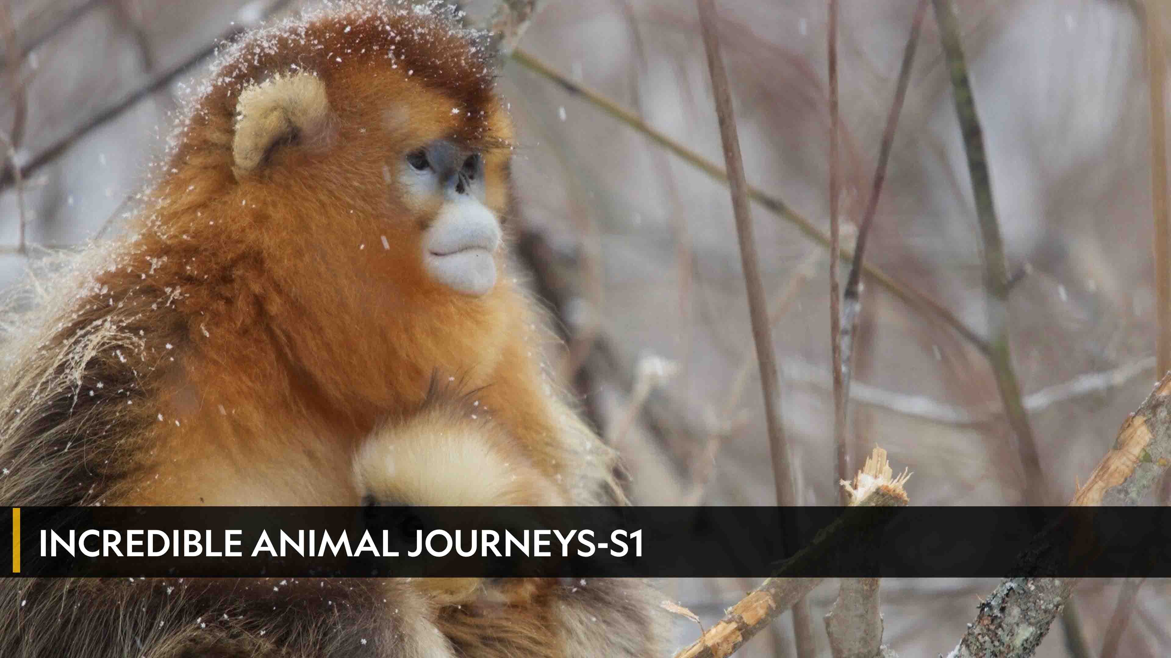 Incredible Animal Journeys Season 1 Episode 1 Chasing the African Rains