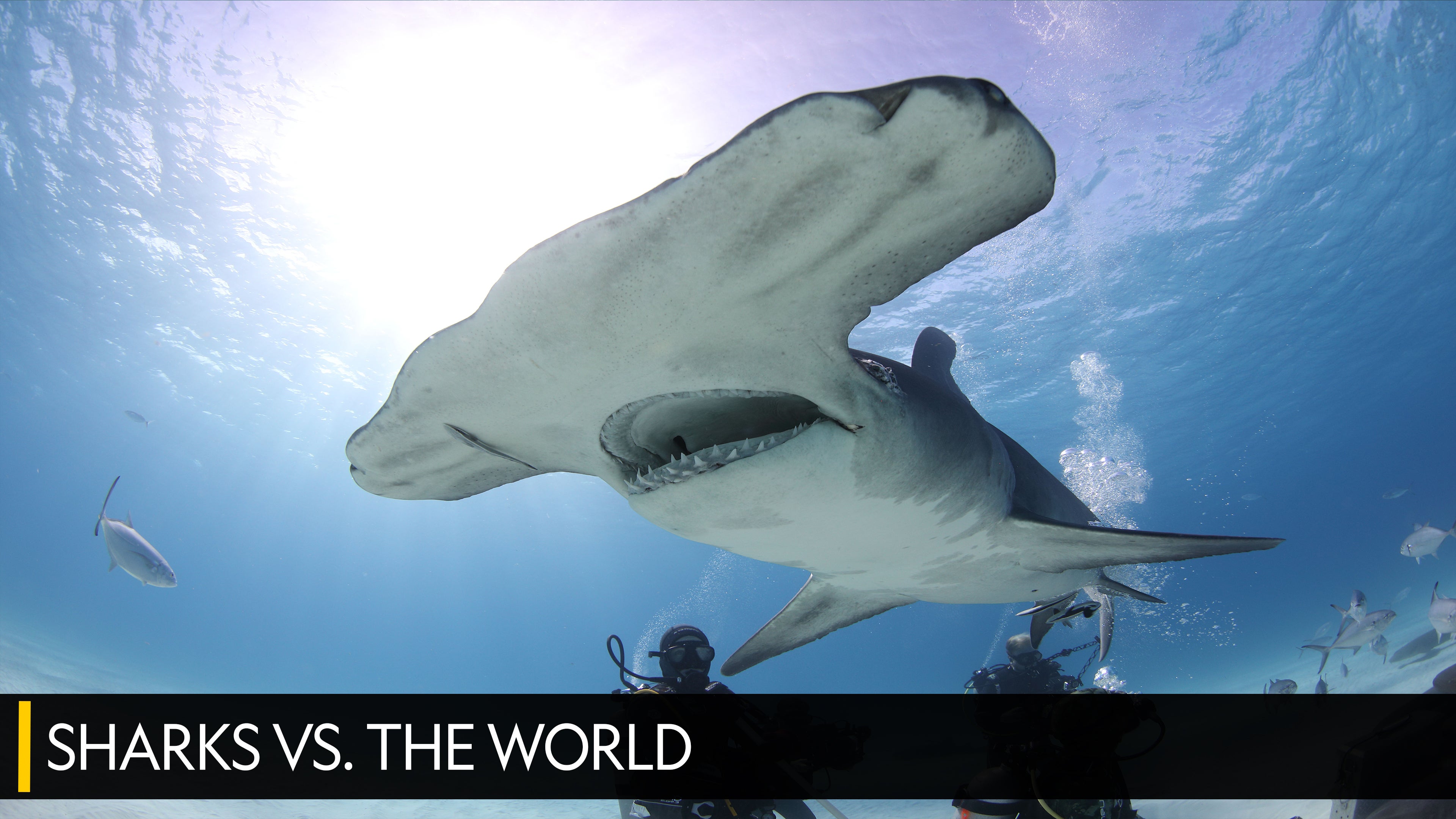 Sharks vs. The World