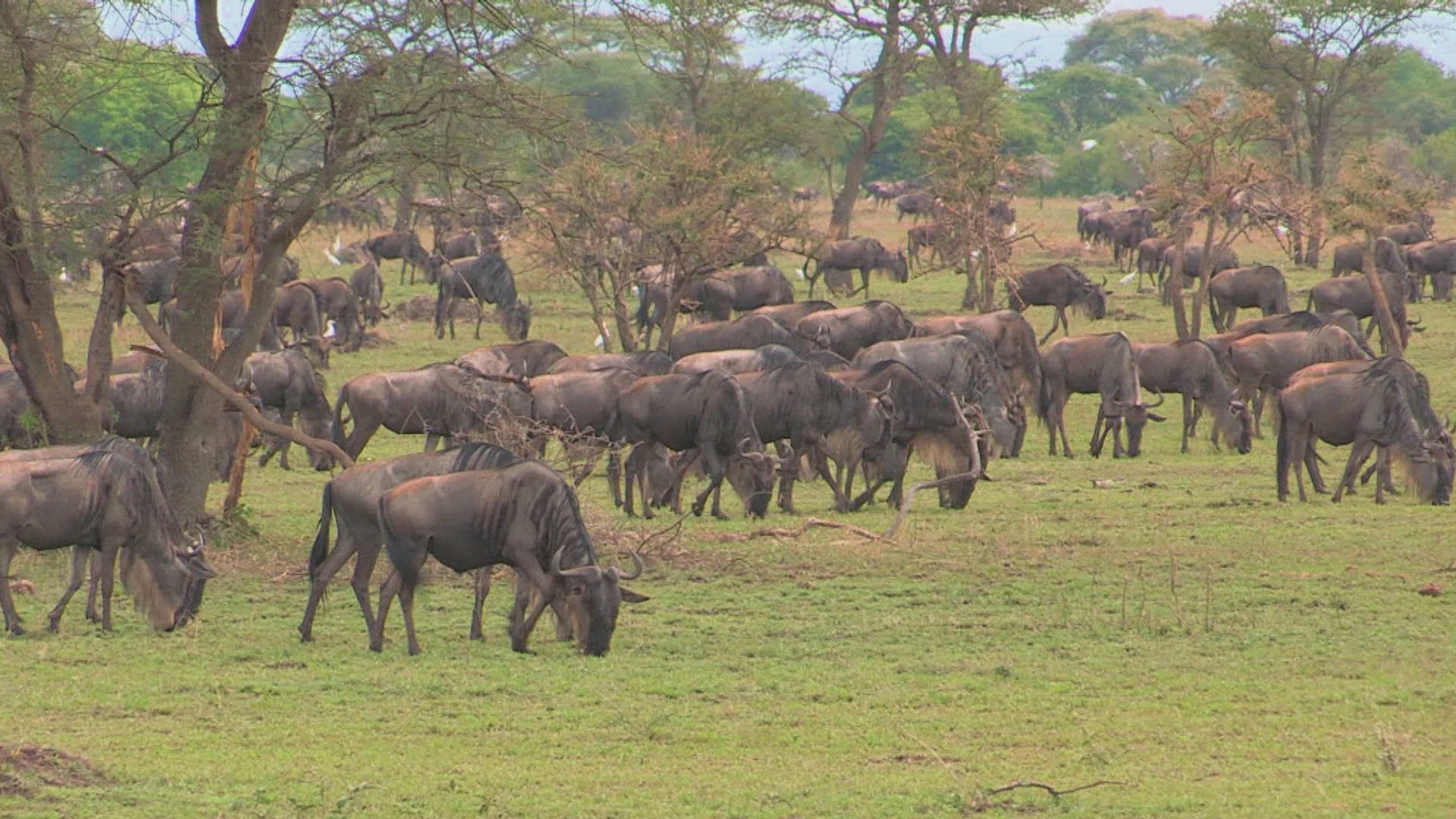 Top Travel Season 1 Episode 2 Tanzania And The Serengeti