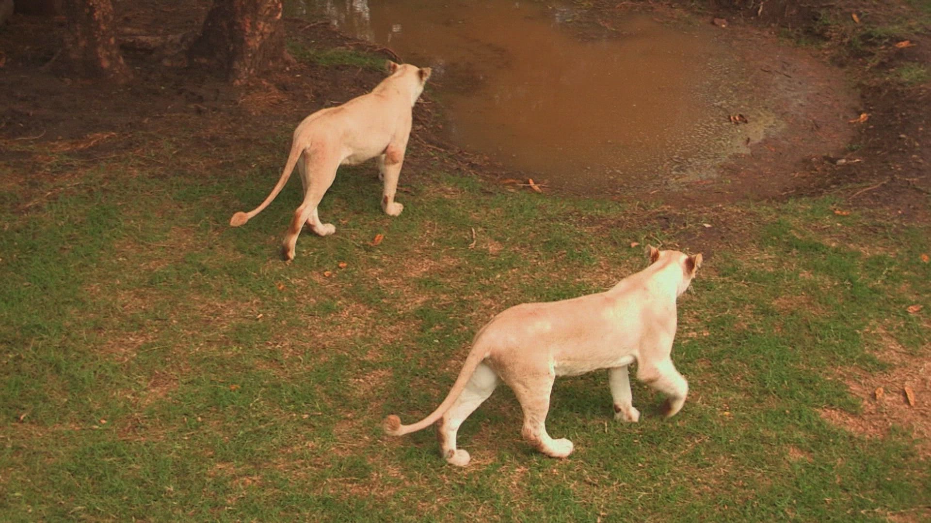 Top Travel Season 1 Episode 10 Mauritius And Mozambique