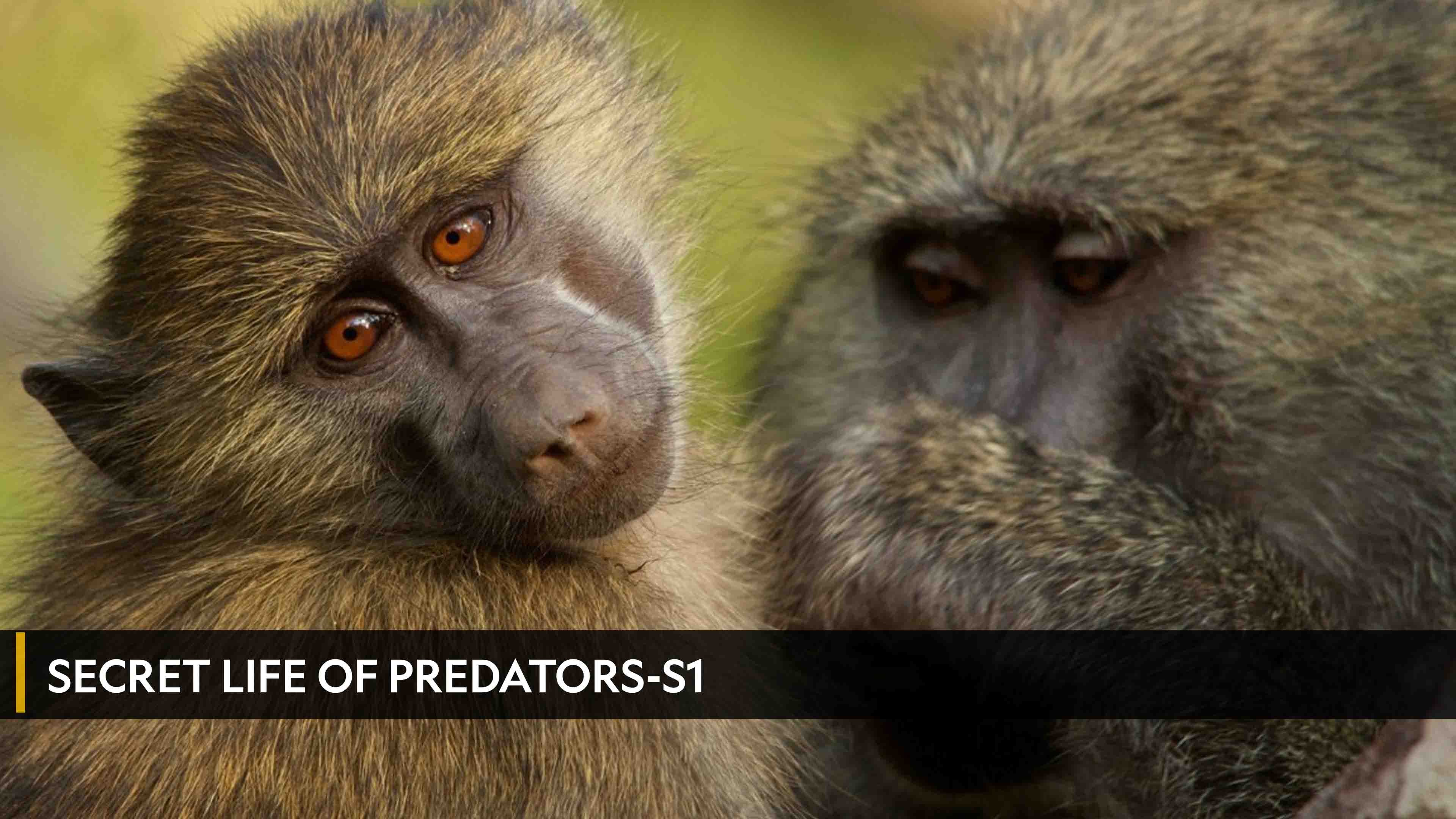 Secret Life of Predators الموسم 1 الحلقة 1 Wet