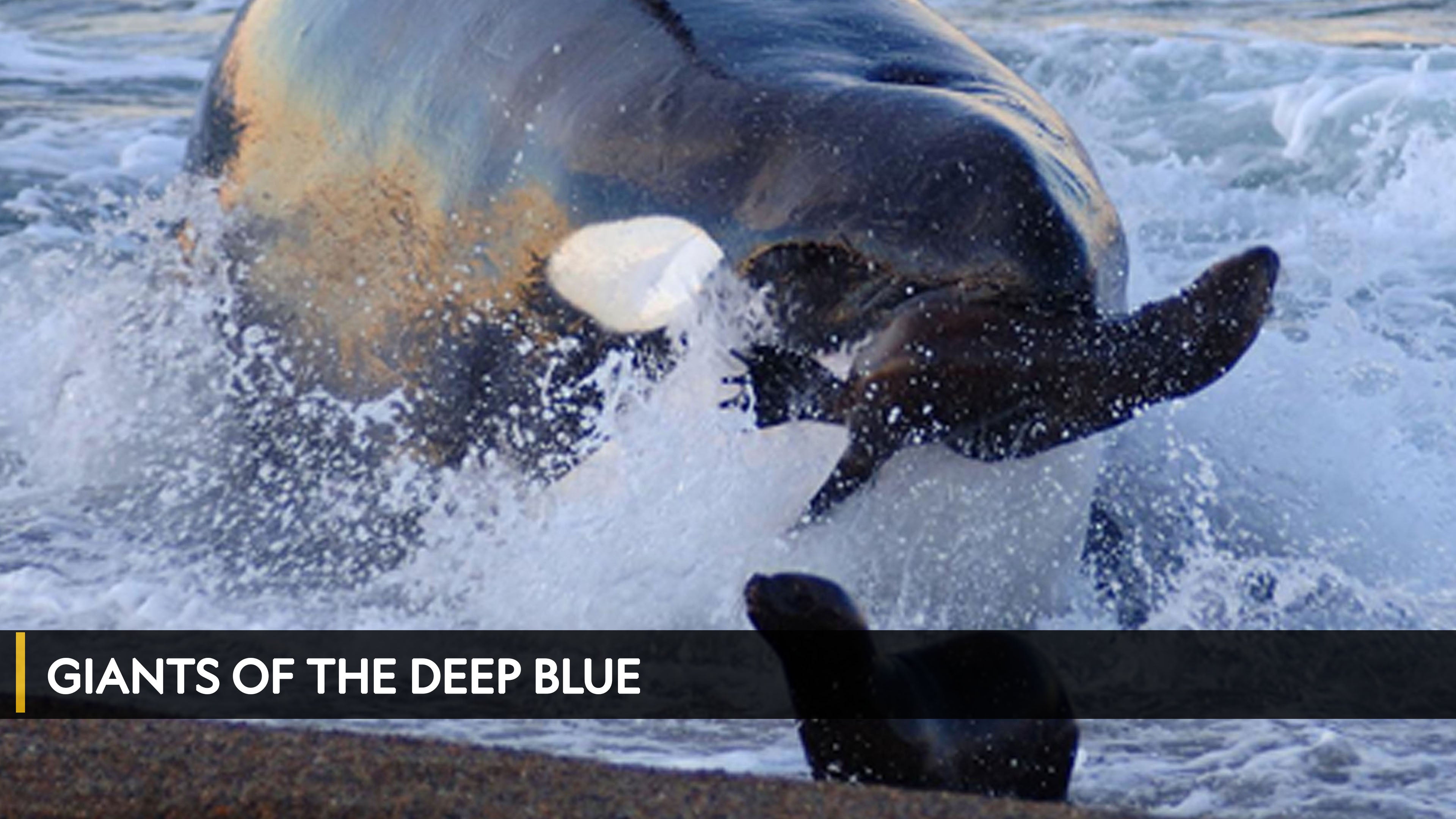 Giants of the Deep Blue