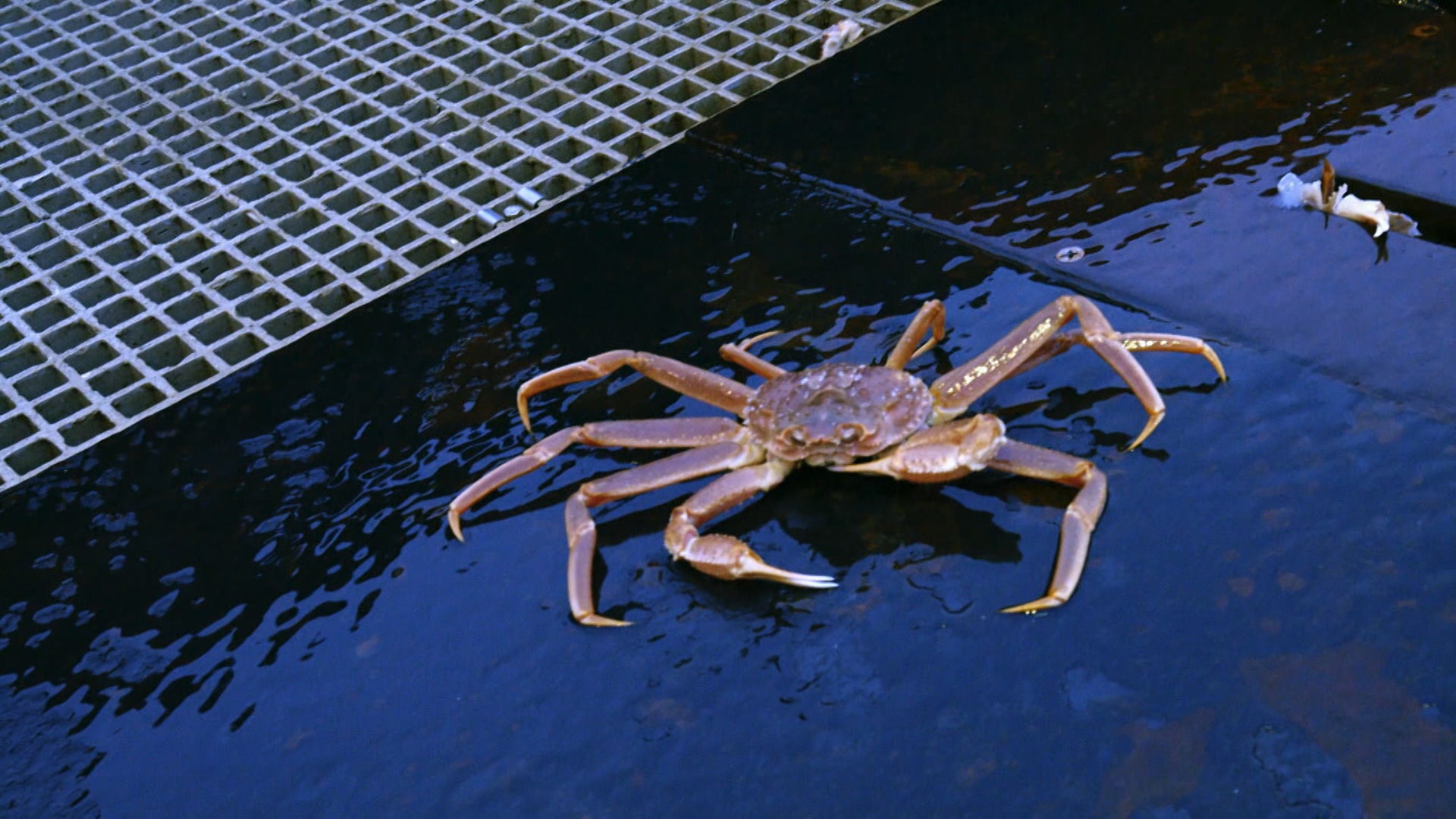 Deadliest Catch Season 16 Episode 9 Cold War Heating Up