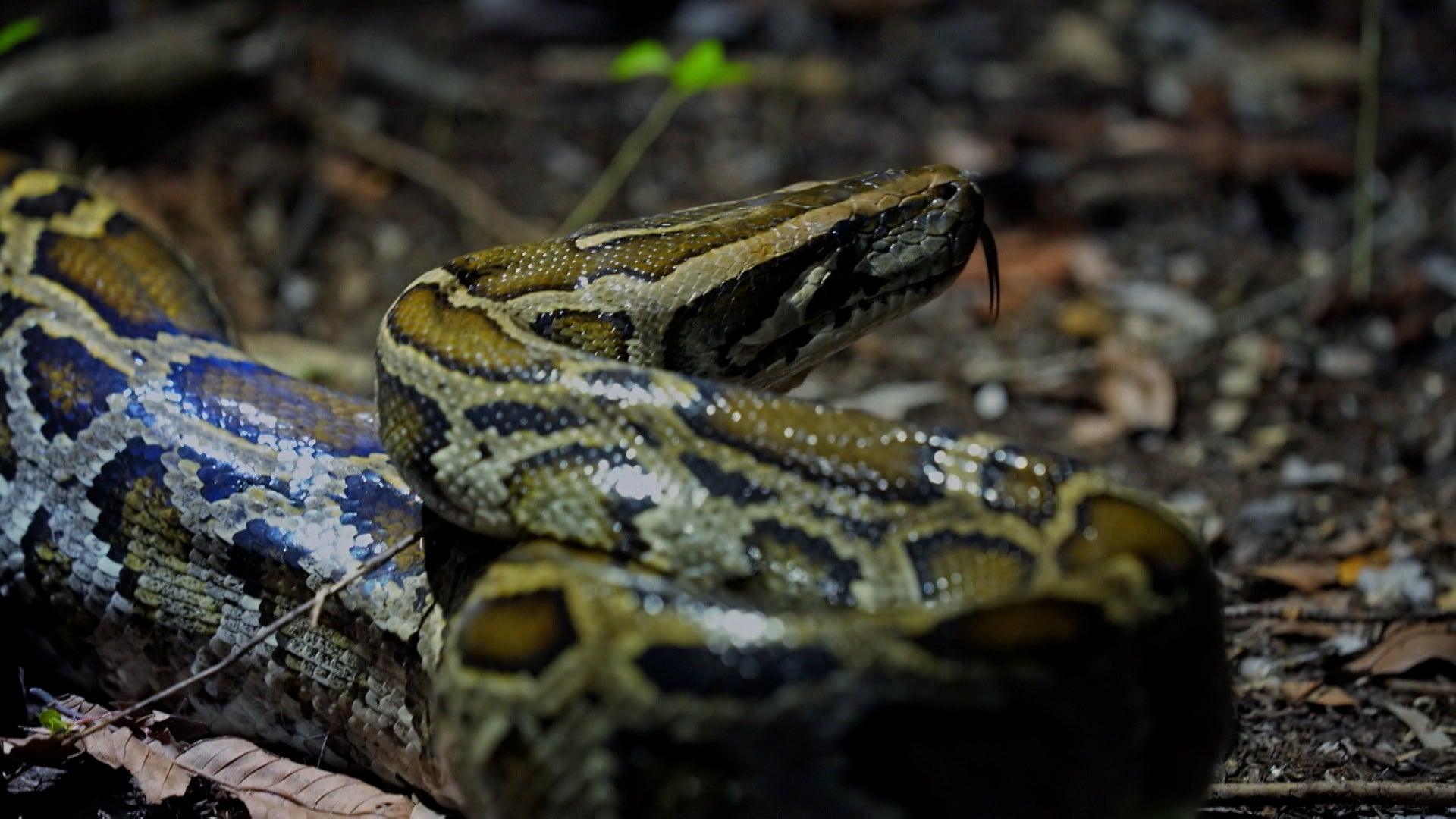 Swamp People: Serpent Invasion Season 3 Episode 14 Snakin' Ain't Easy