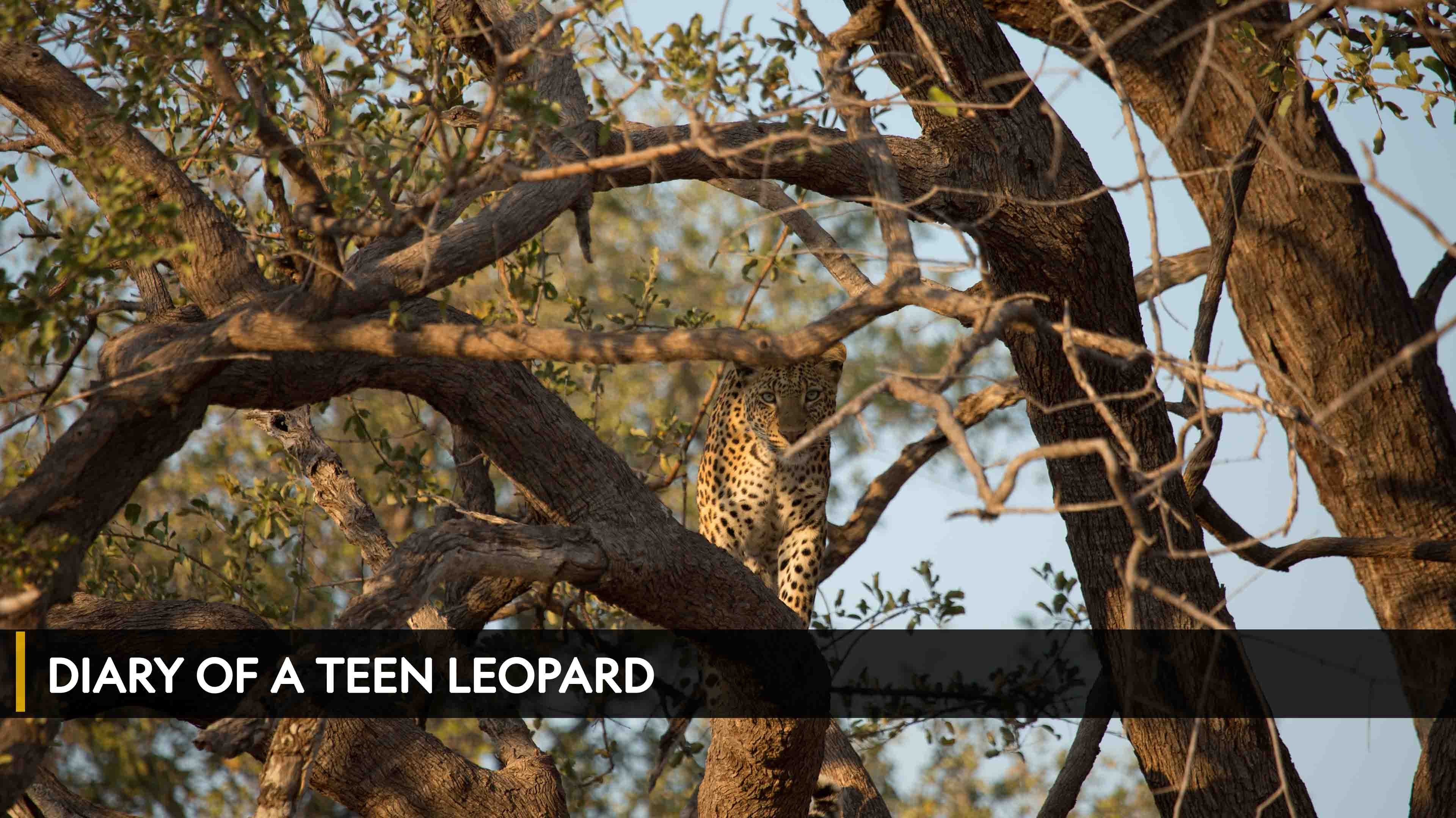 Diary of A Teen Leopard