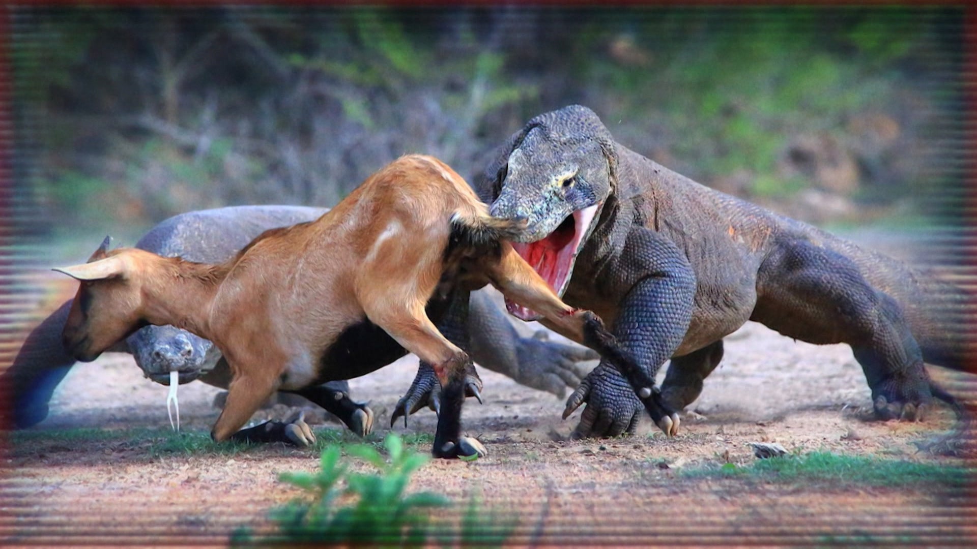 The Best Of Monsterquest Season 1 Episode 1 Serpentine Creatures