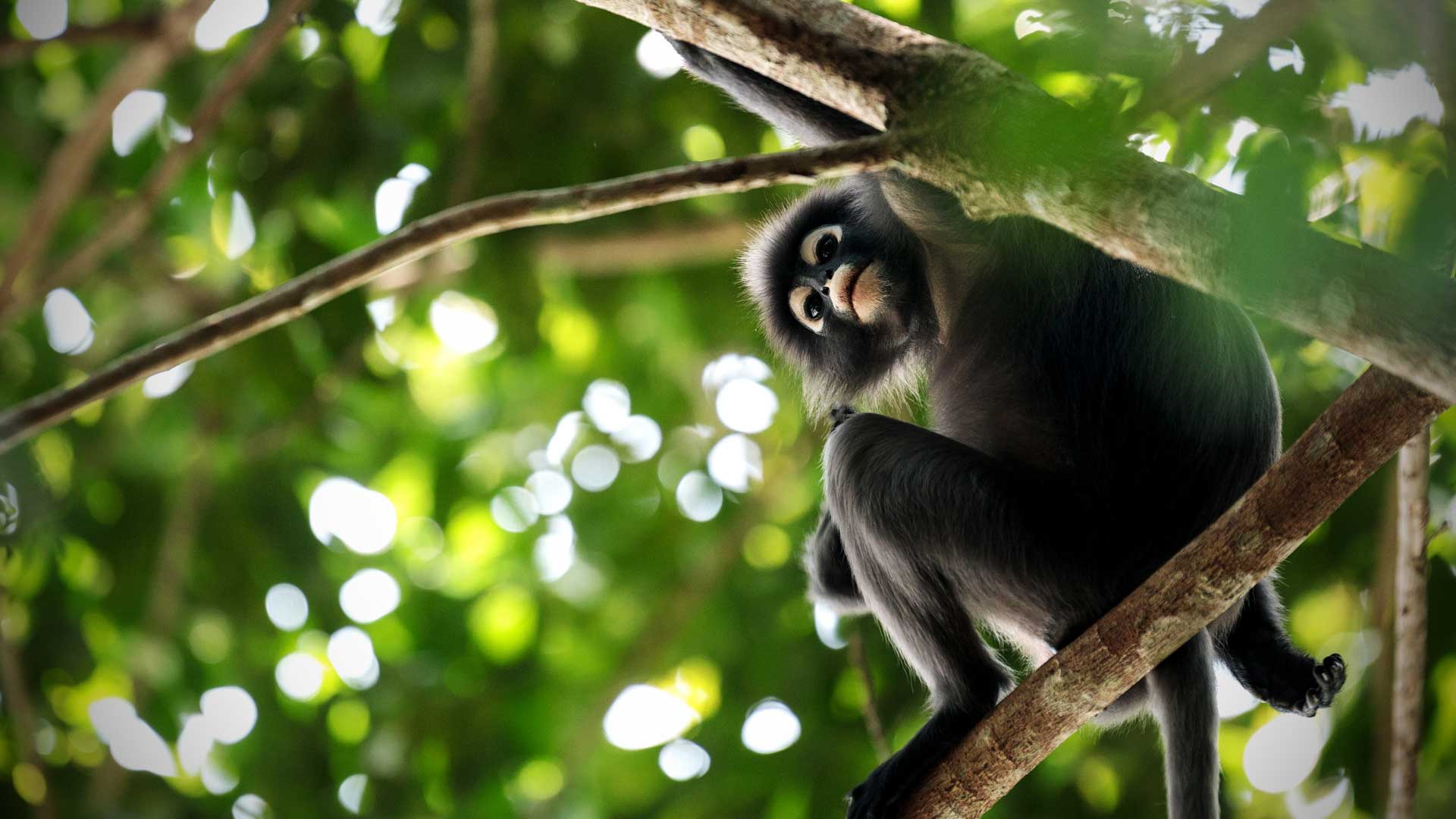 Celebrity Animal Encounters Season 1 Episode 1 Danny Trejo's Dog Rescue