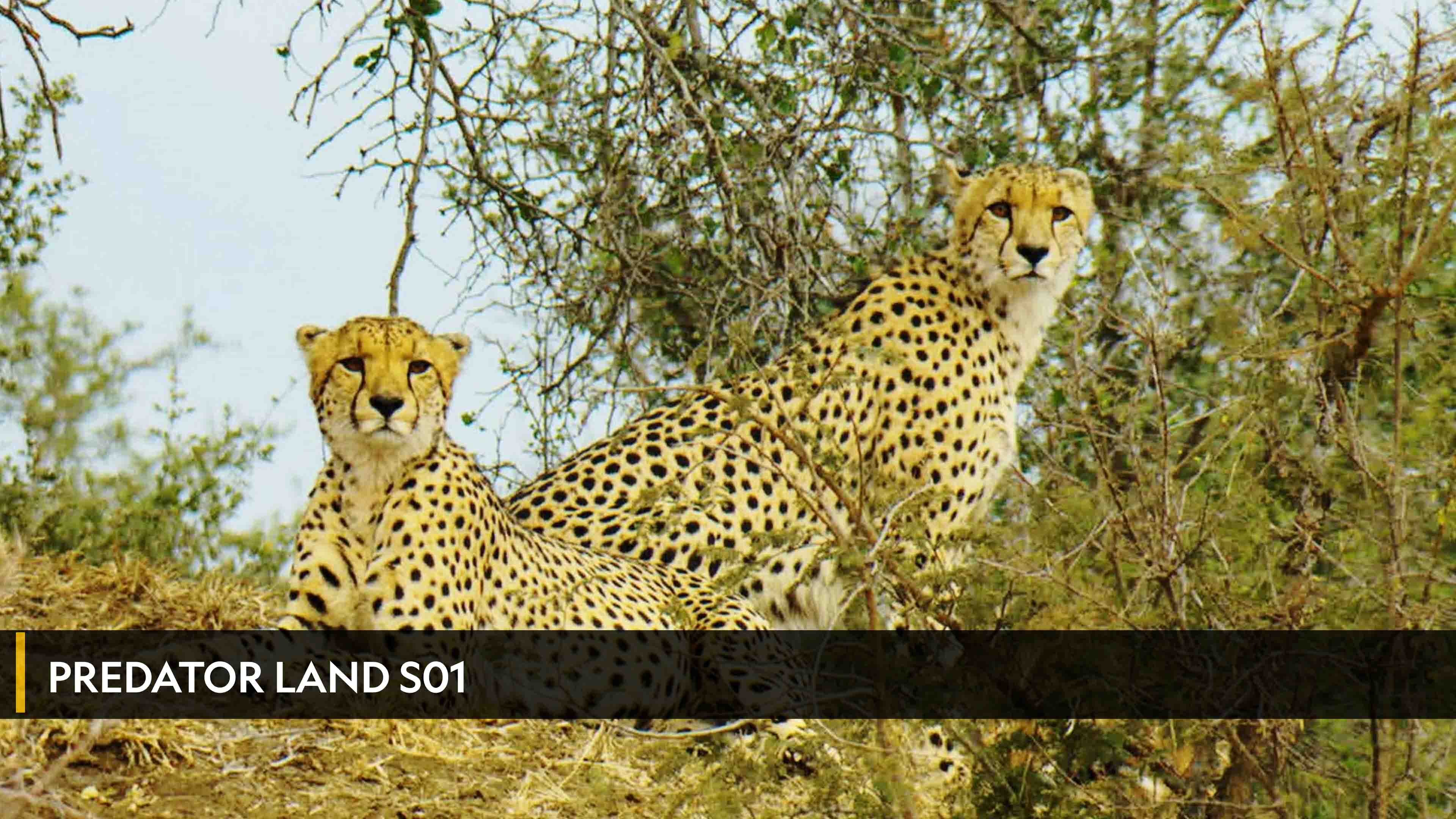 Predator Land الموسم 1 الحلقة 1 Lions