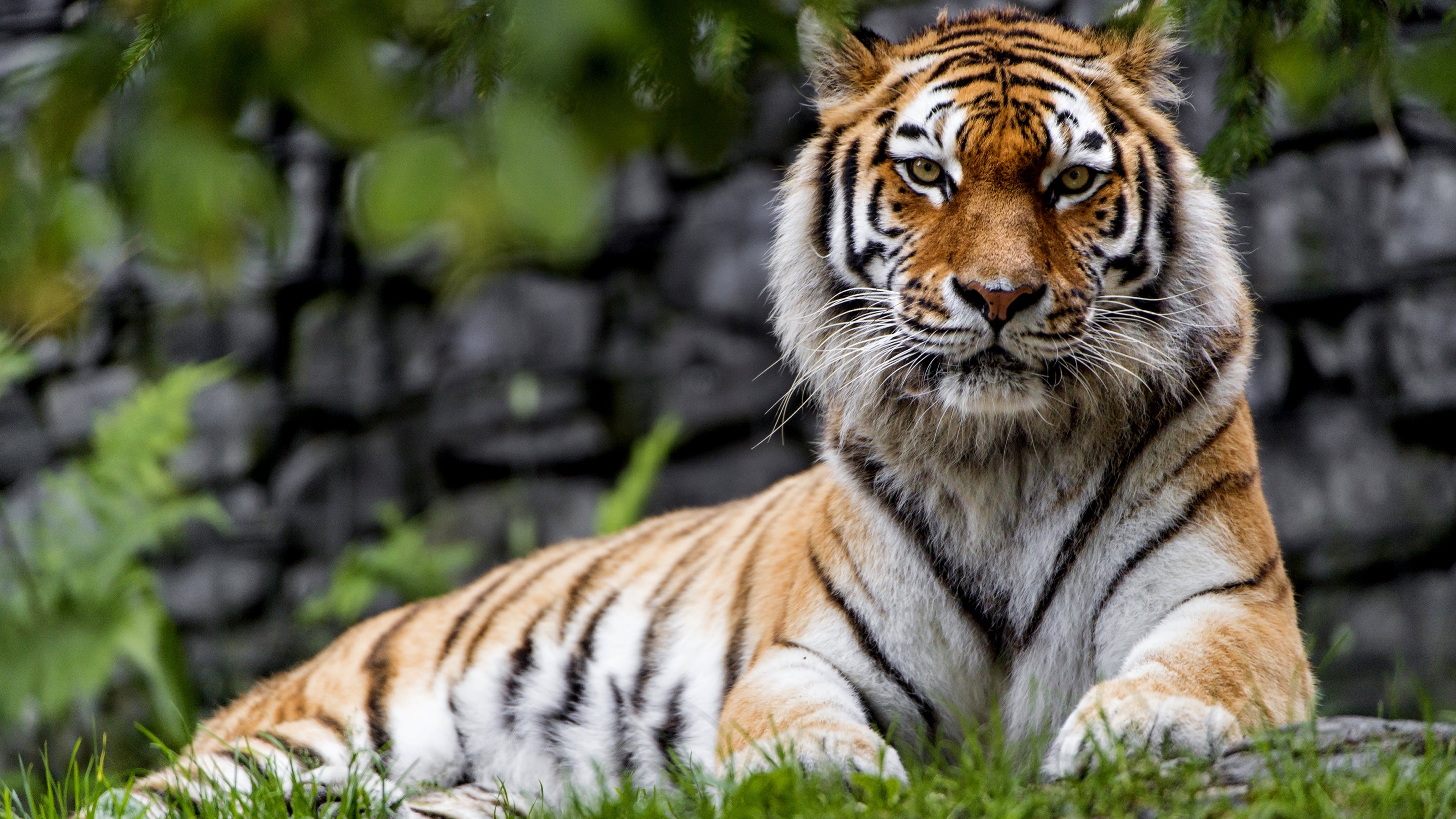 ليفنغ ويذ بريديتورس الموسم 1 الحلقة 2 Lions