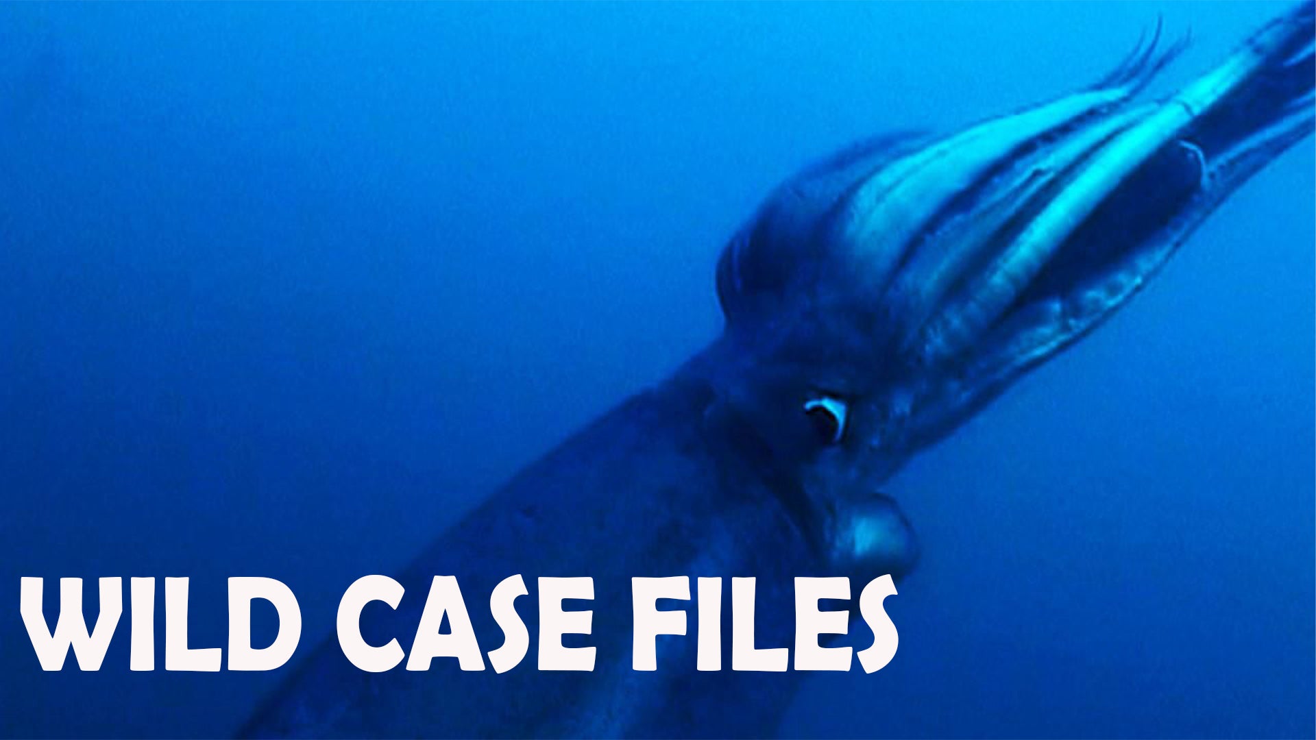 Wild Case Files Season 1 Episode 1 Alien Squid Invasion
