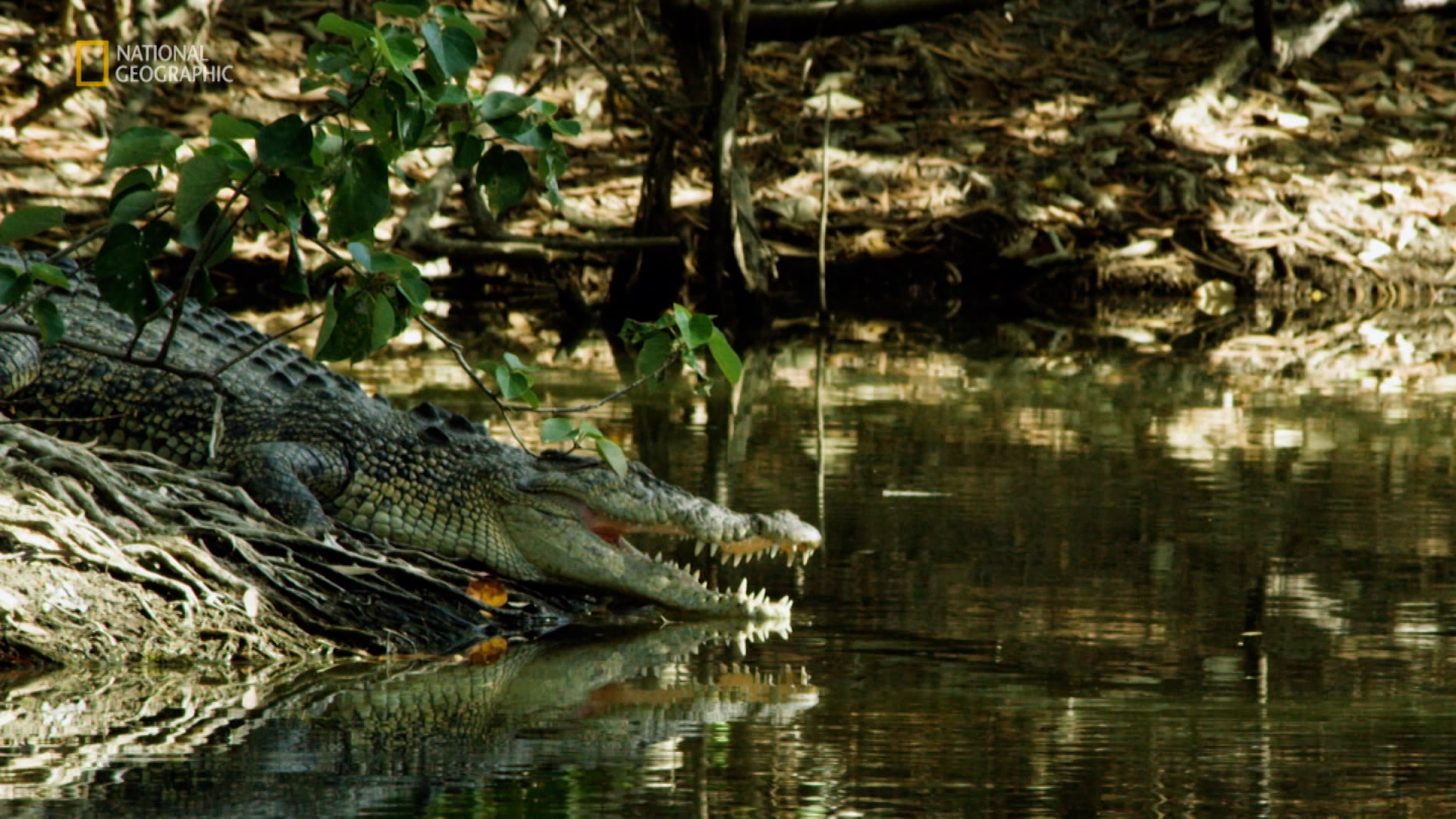 Great Barrier Reef: A Living Treasure Season 1 Episode 2 Coral Coast