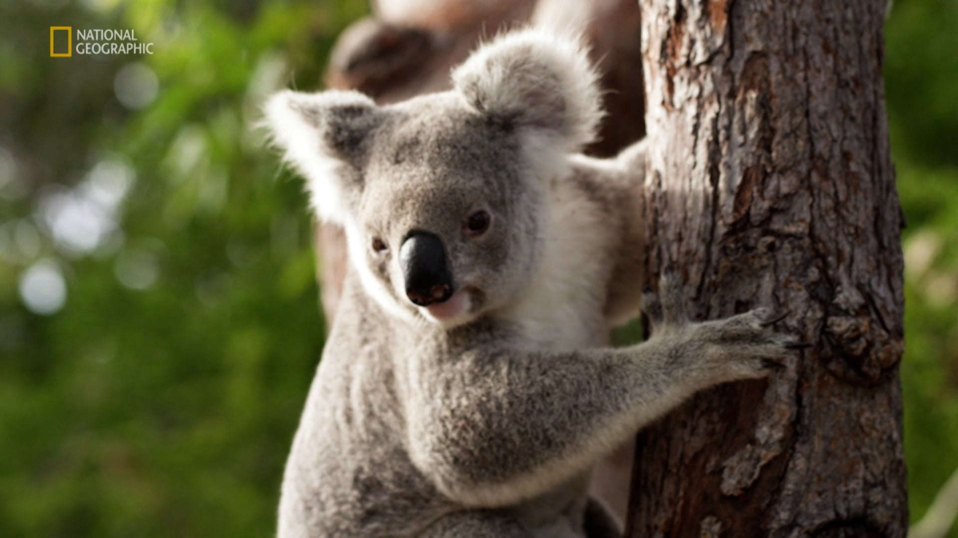 Great Barrier Reef: A Living Treasure Season 1 Episode 3 Coral Islands