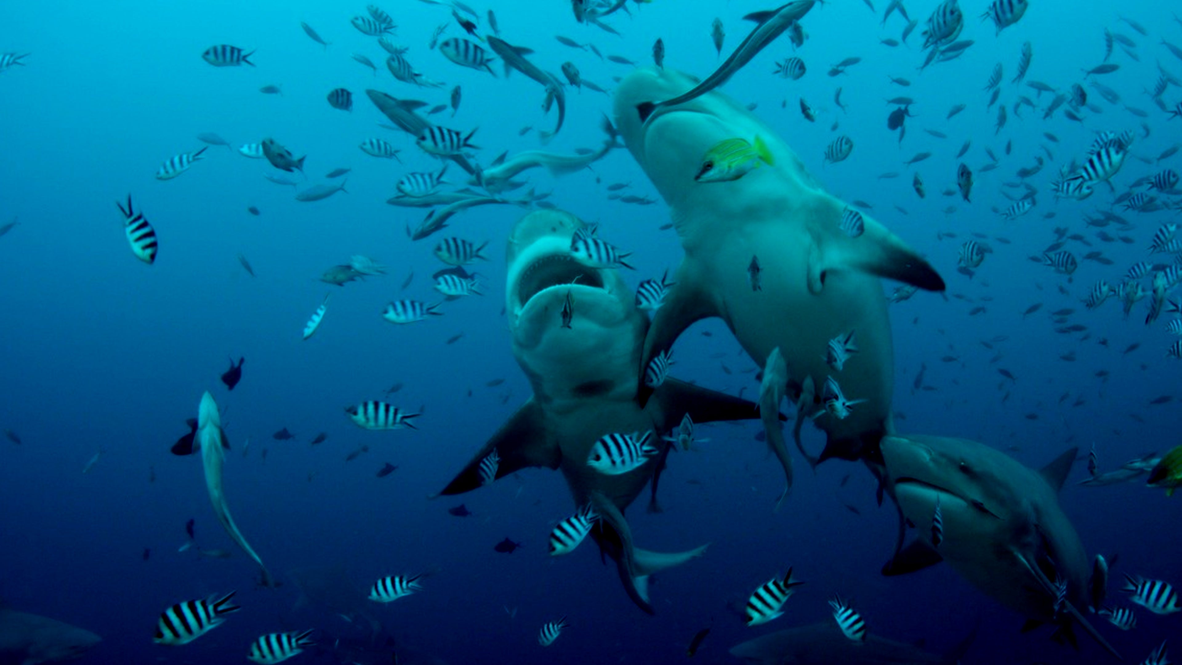 Great Barrier Reef: A Living Treasure Season 1 Episode 4 Coral Sea