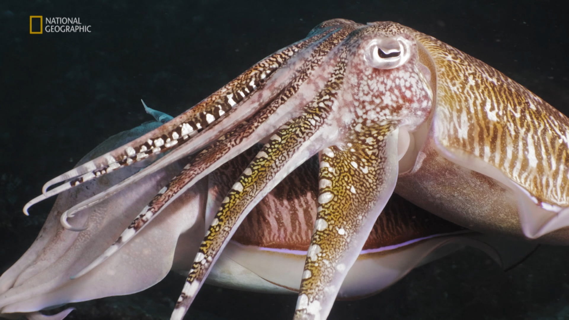 أوشن وايلد الموسم 1 الحلقة 4 تايلند