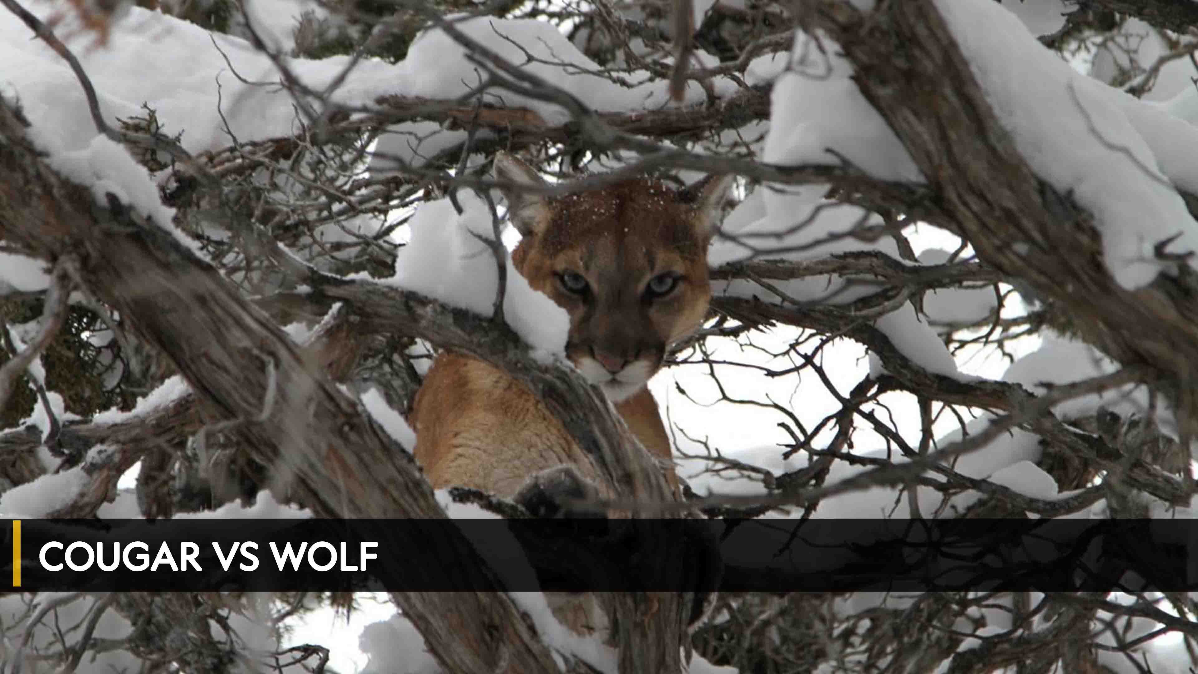 Cougar vs Wolf