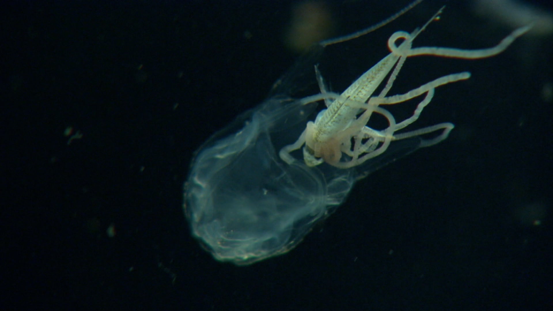 Monsterquest Season 3 Episode 14 Killer Jellyfish