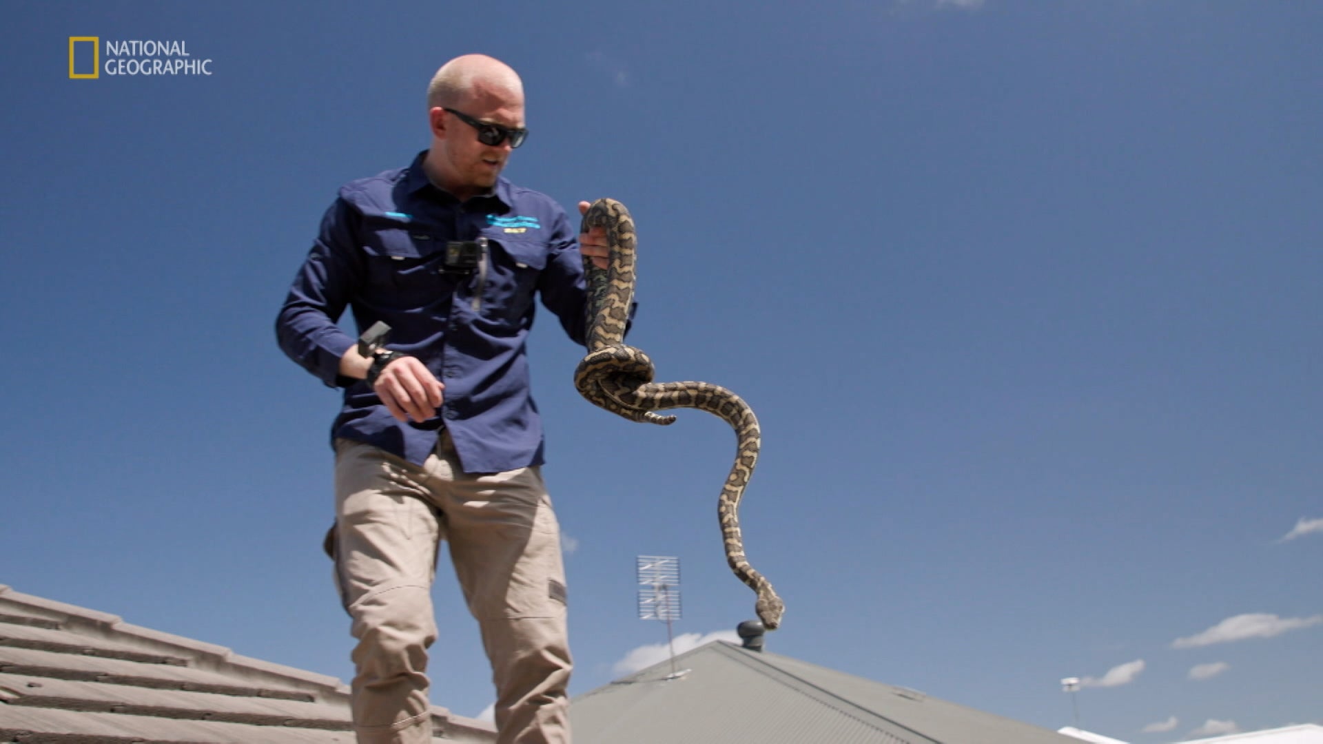 Aussie Snake Wranglers الموسم 1 الحلقة 13 مستيكن آيدنتنيتي