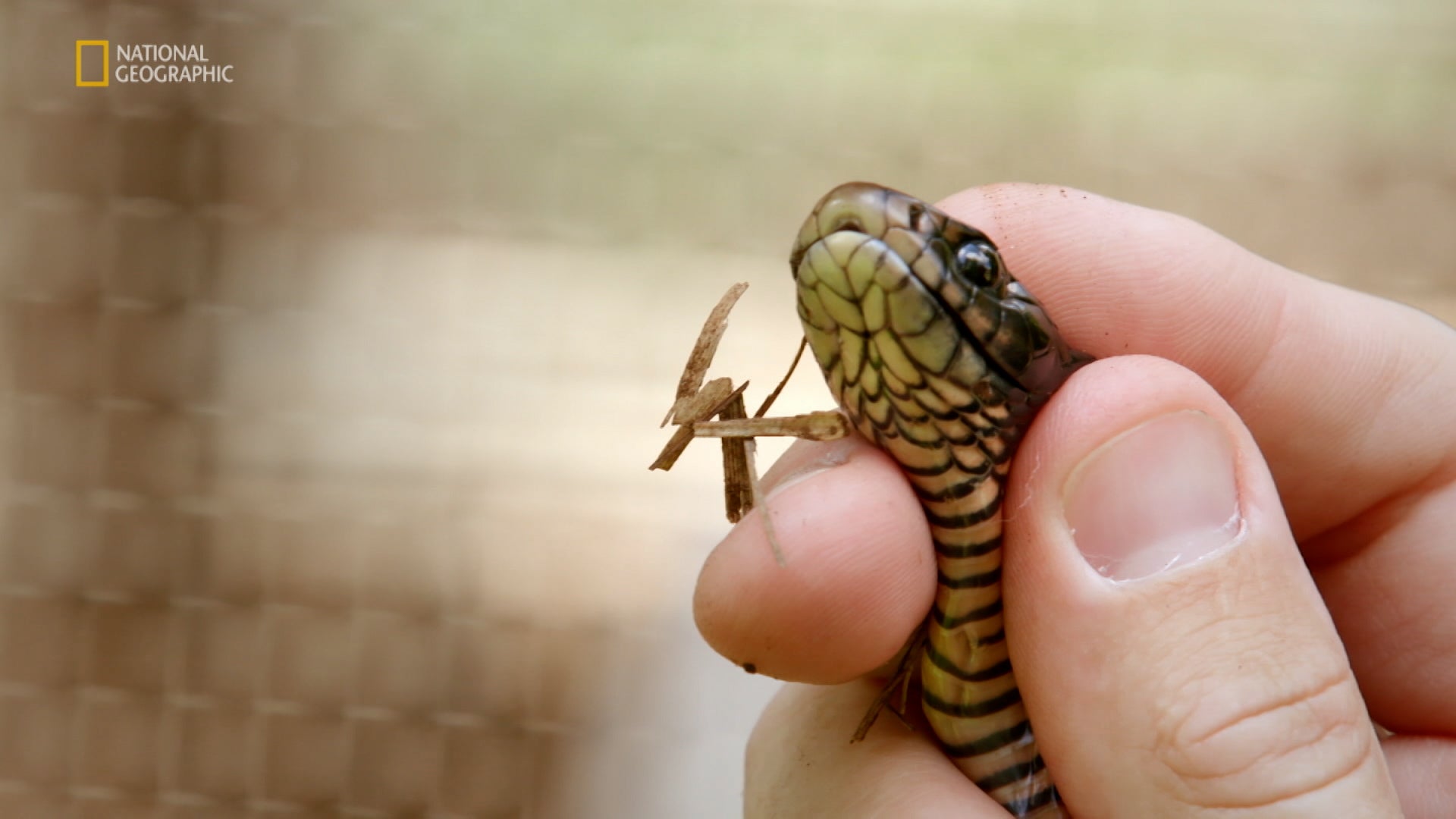 Aussie Snake Wranglers الموسم 1 الحلقة 14 داك أون ذا مينيو