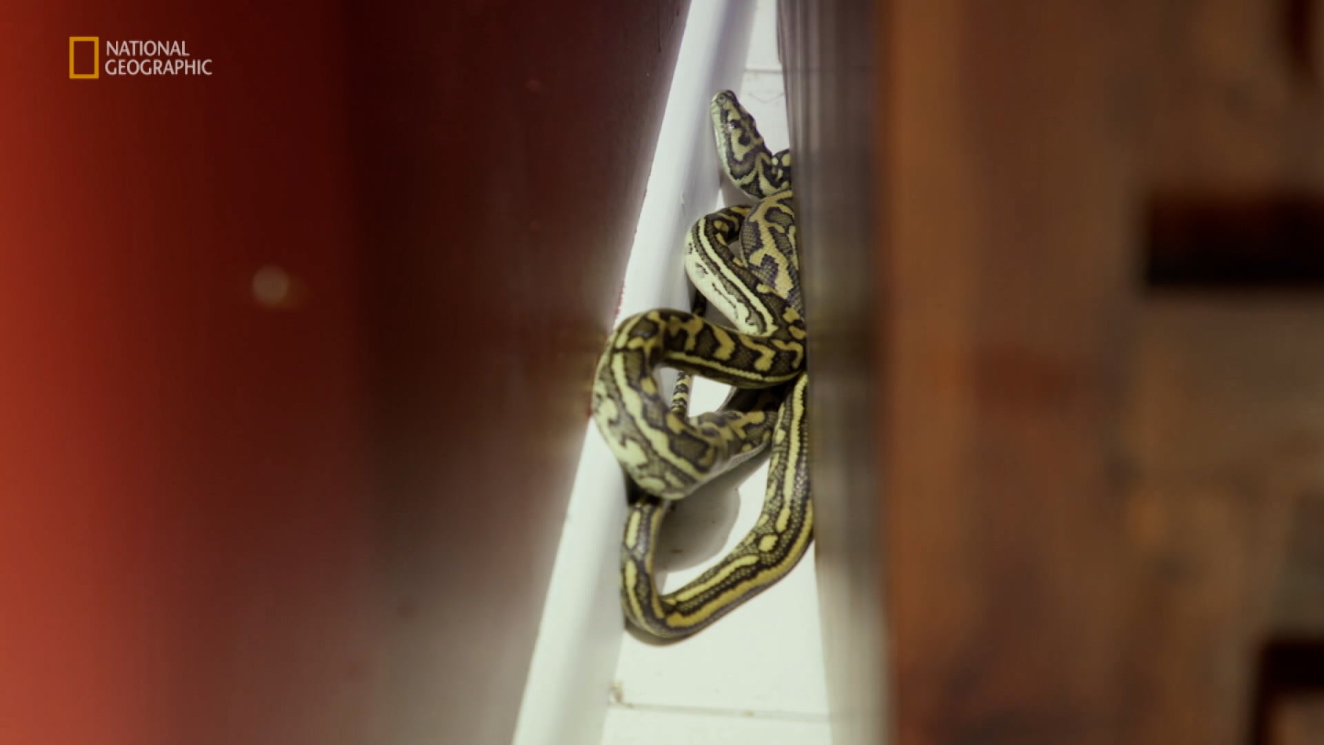 Aussie Snake Wranglers الموسم 1 الحلقة 15 Python Spectacular