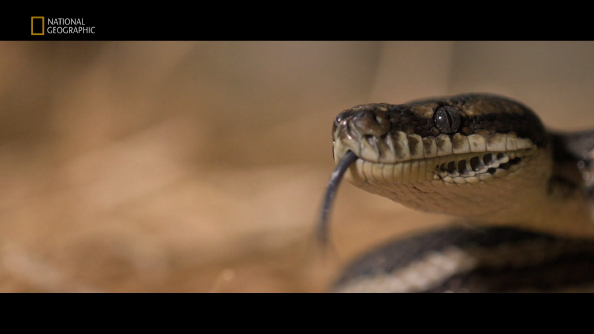 Aussie Snake Wranglers الموسم 1 الحلقة 16 Brown Bonanza