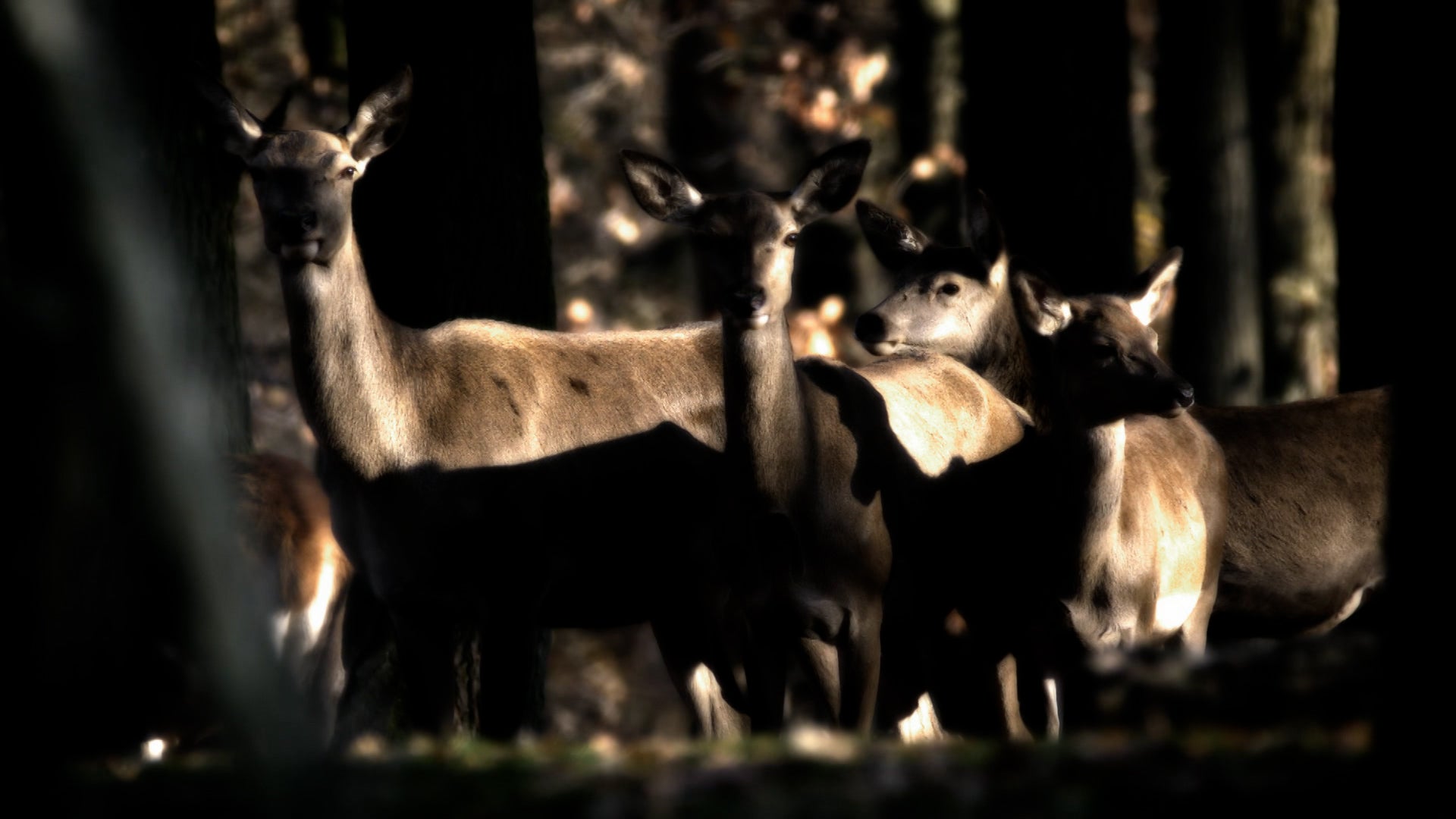 In Search Of Monsters Season 1 Episode 4 The Jersey Devil