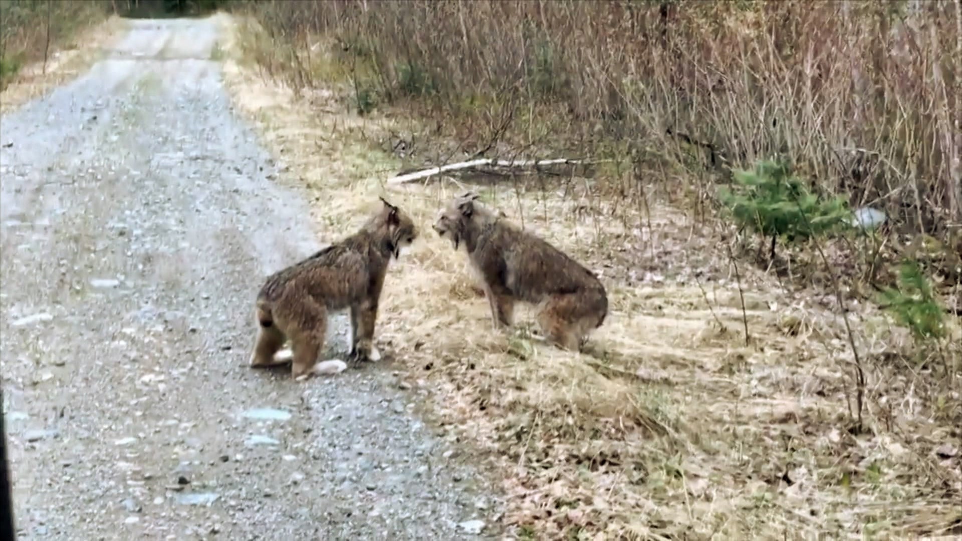 In Search Of Monsters Season 1 Episode 9 The Ozark Howler